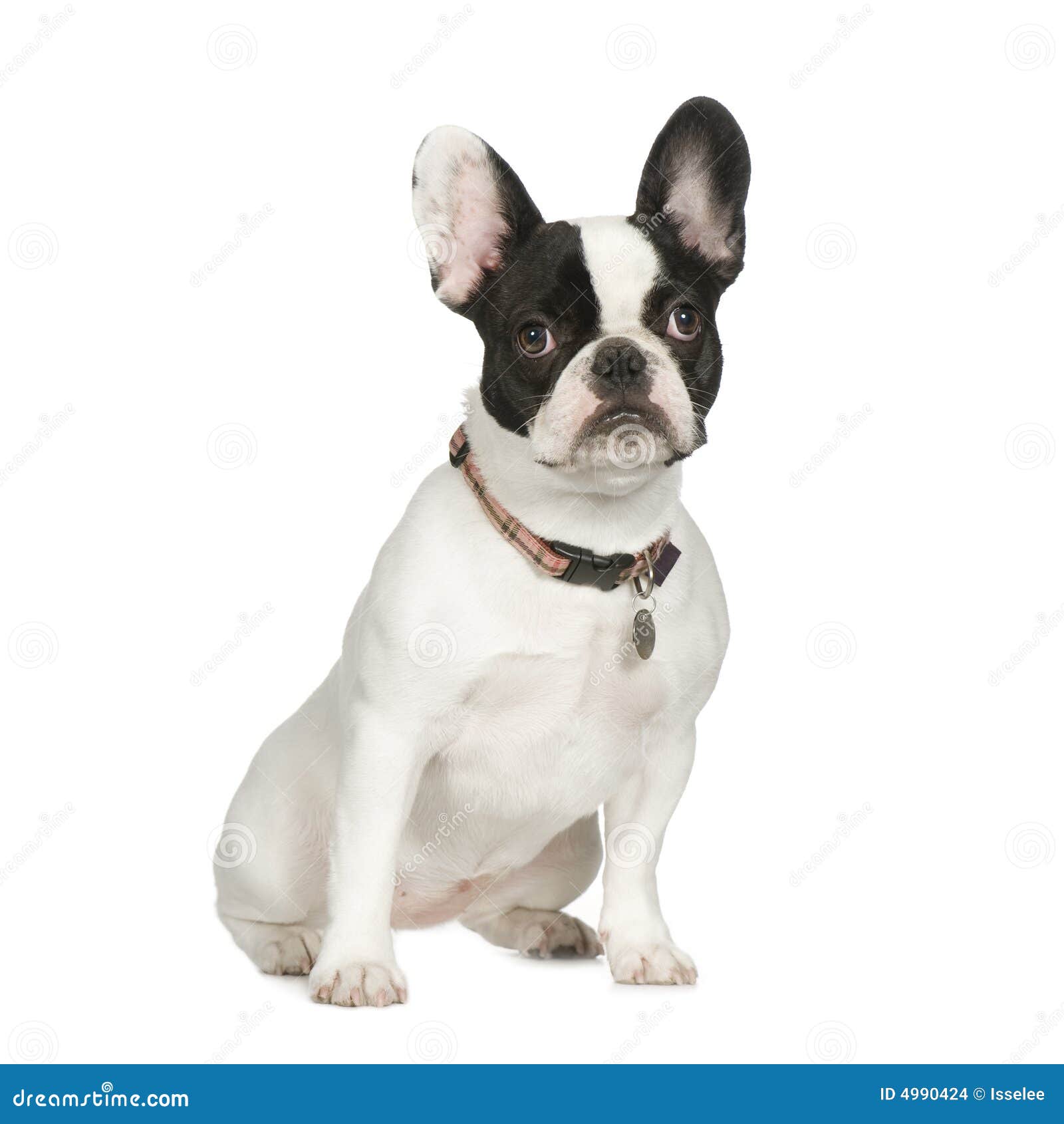 French Bulldog (8 months) stock photo. Image of pedigree - 4990424
