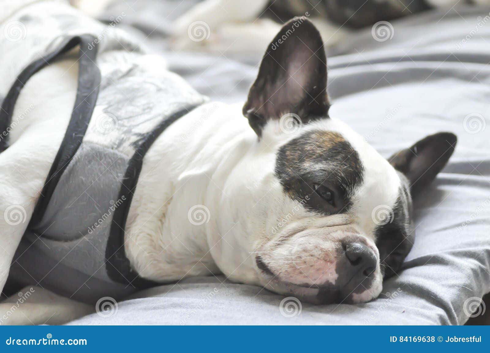 French bulldog in the bed stock photo. Image of portrait 84169638