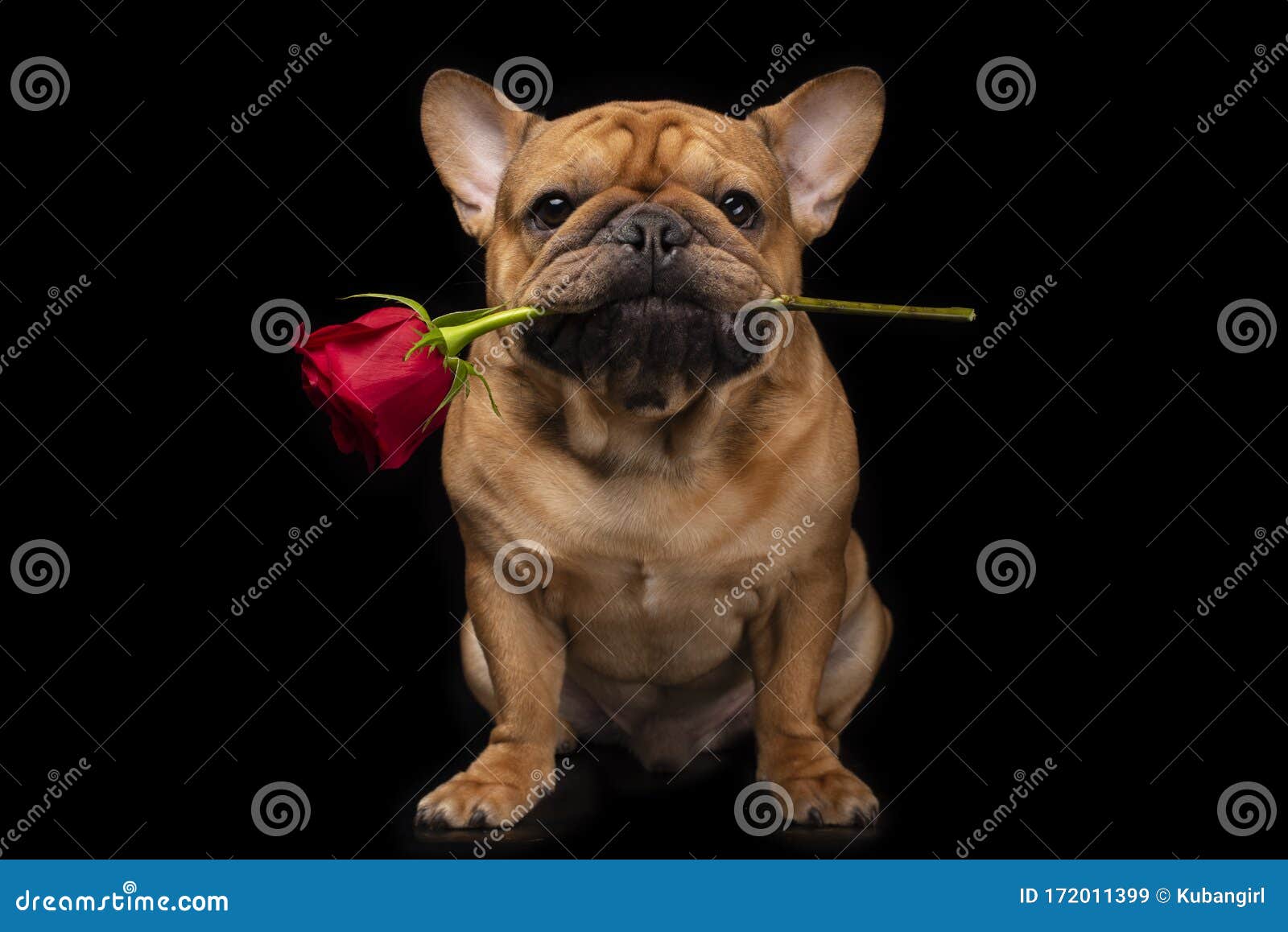 French Bulldog On A Black Isolated Background With A Rose ...