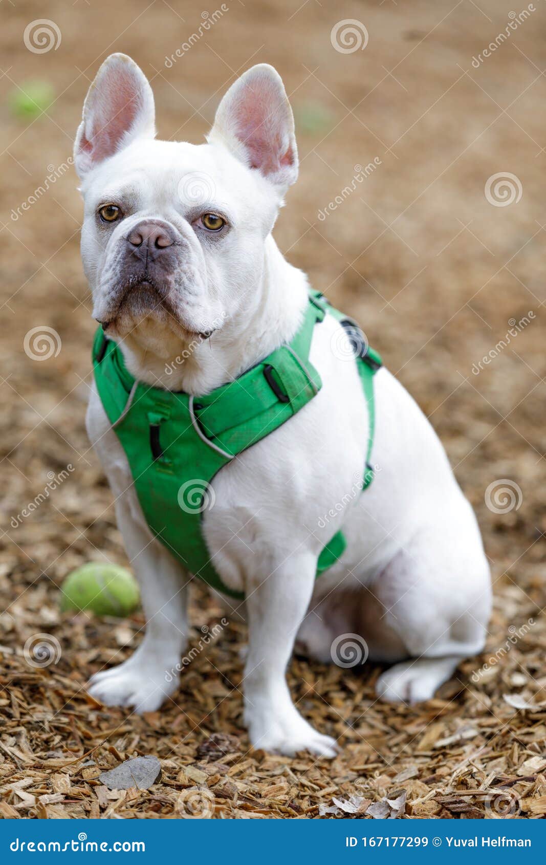 boston terrier cross bulldog