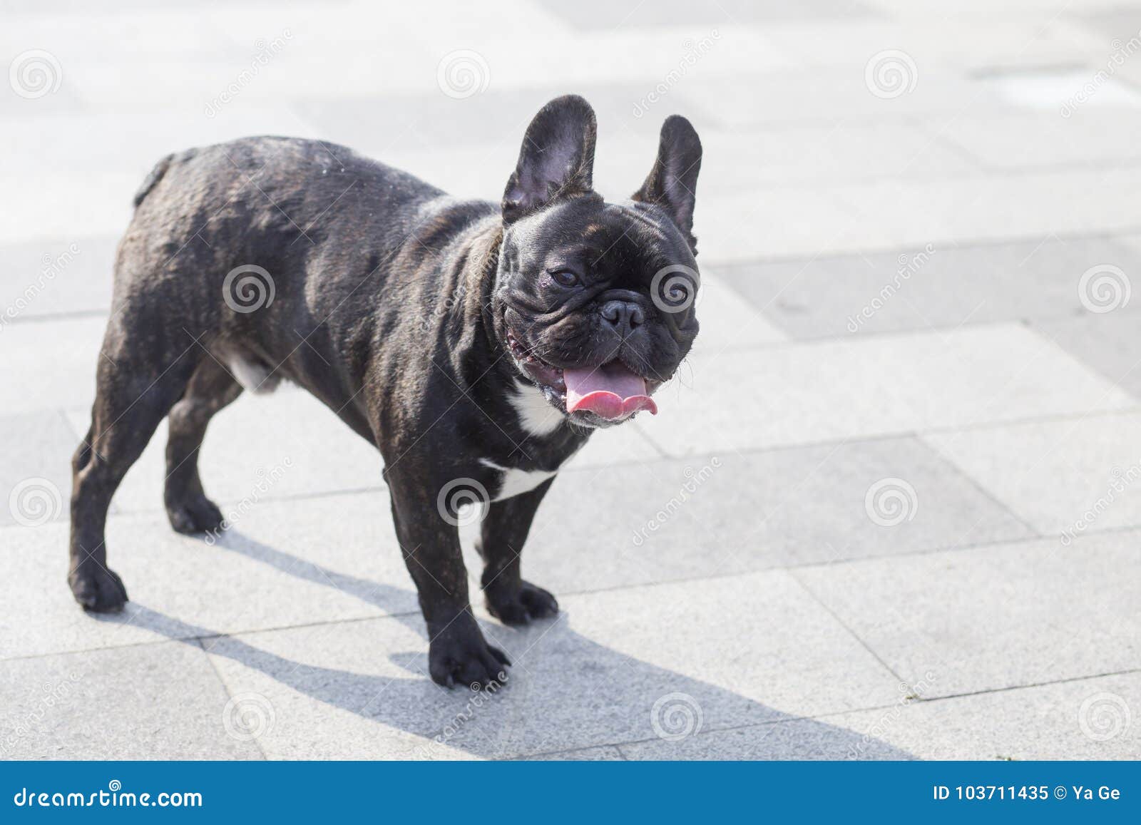 Black French Bulldog stock image. Image of bulldog, lovely - 103711435