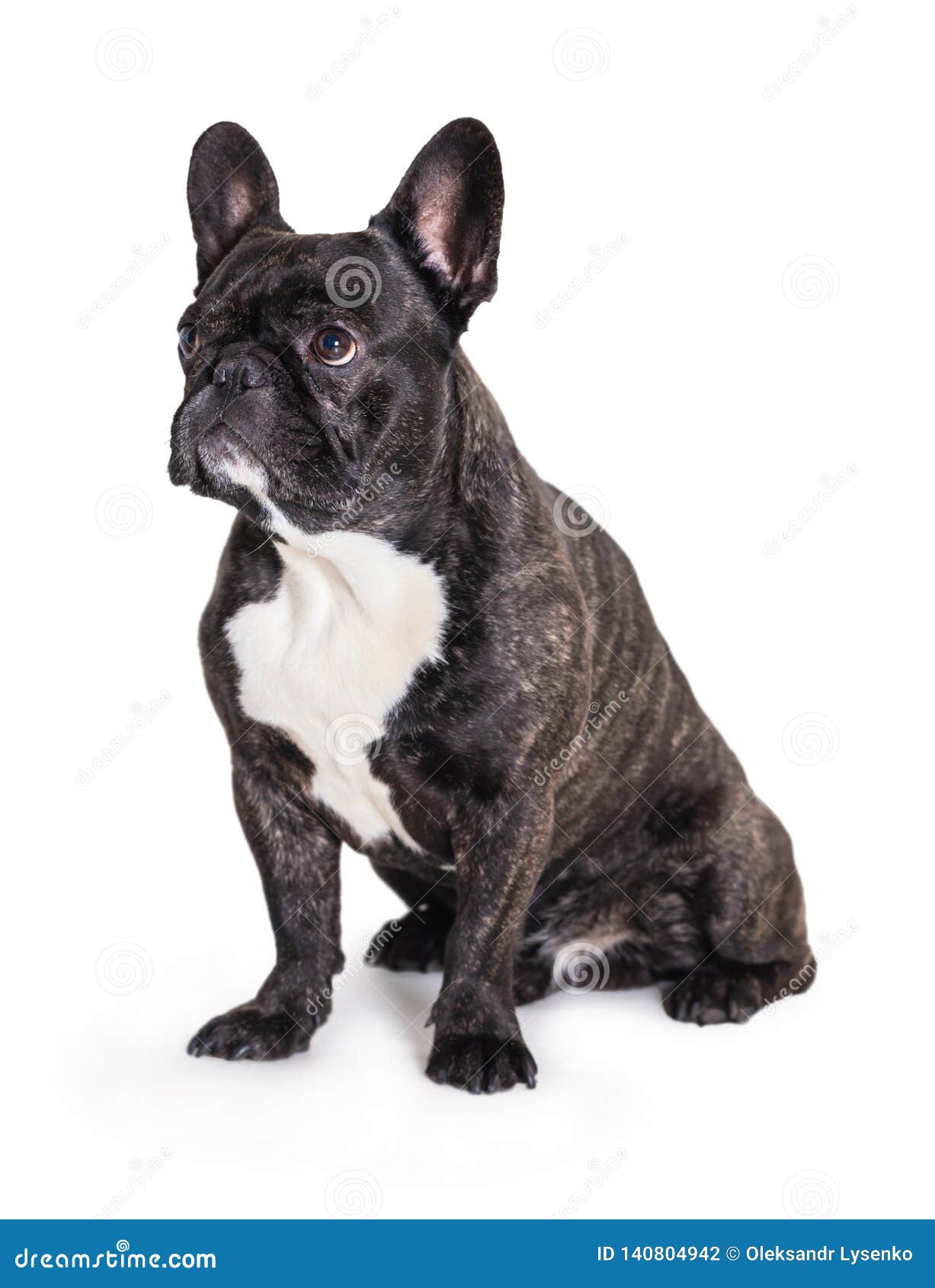 French bulldog breed dog stock photo. Image of portrait - 140804942