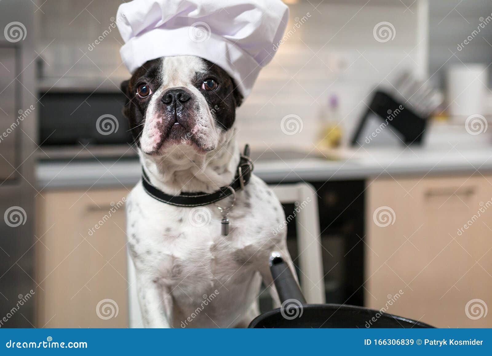 French Bulldog Cook Frying Eggs in the Kitchen Stock Image - Image of ...