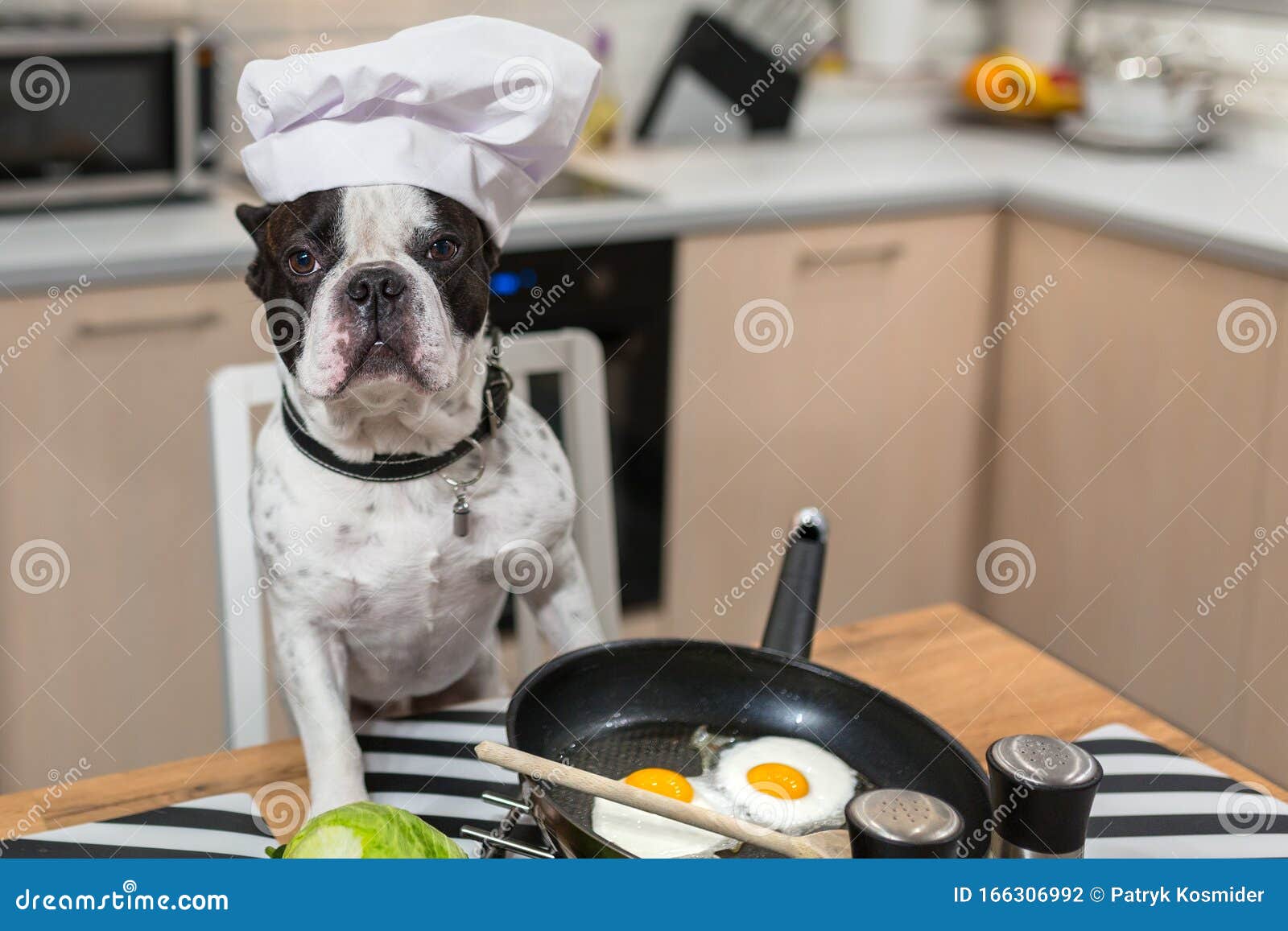 French Bulldog Cook Frying Eggs in the Kitchen Stock Photo - Image of ...