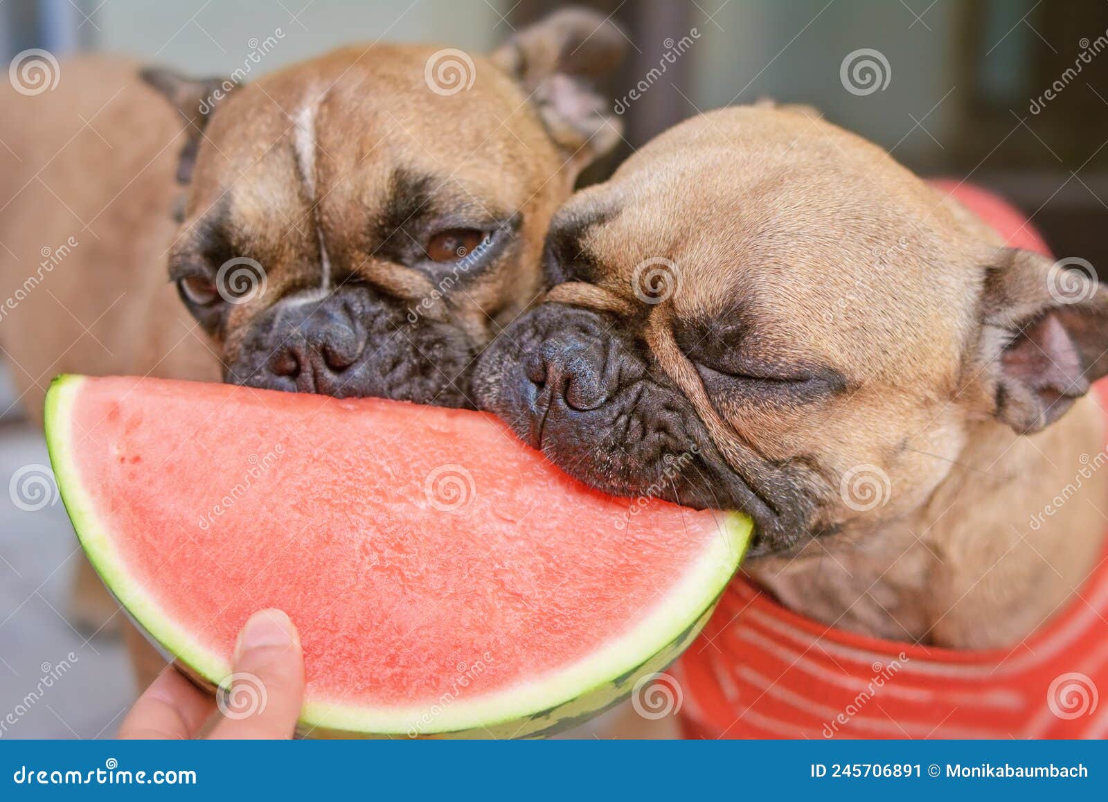 what fruit can french bulldogs eat