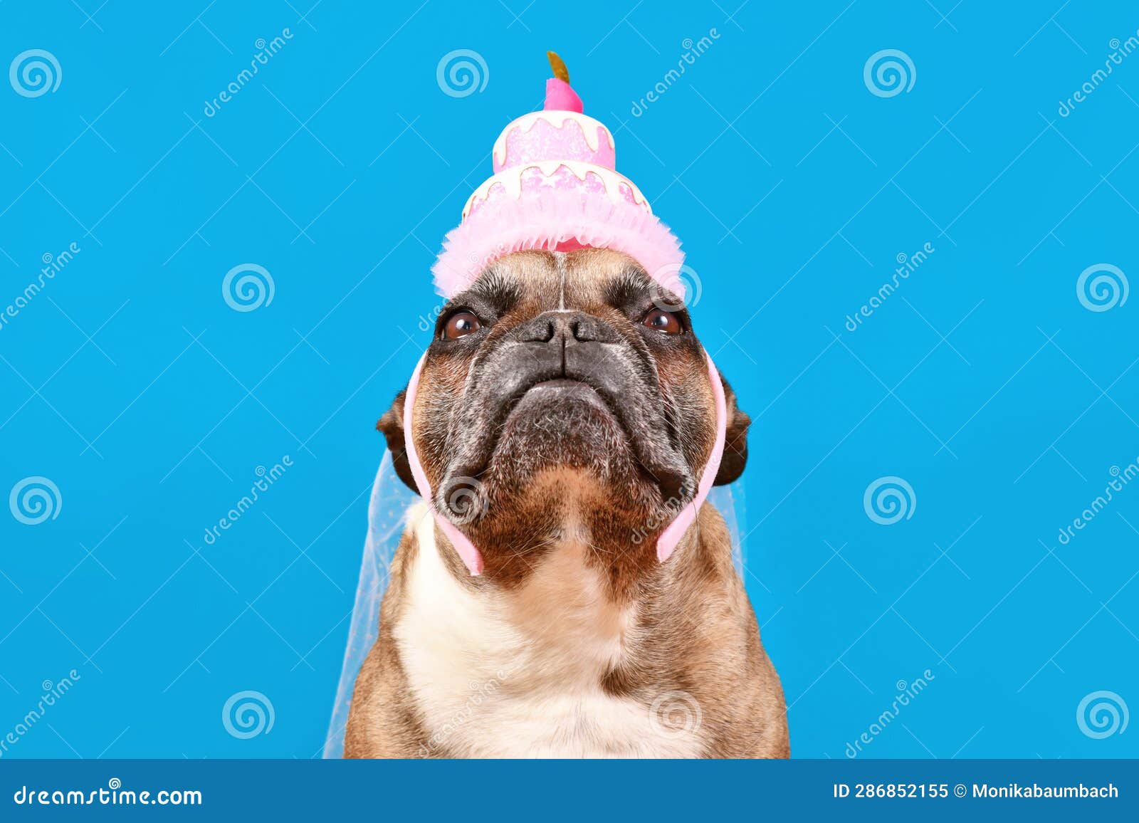 French Bulldog Dog with Birthday Party Cake Hat Stock Image - Image of  animal, french: 286852155