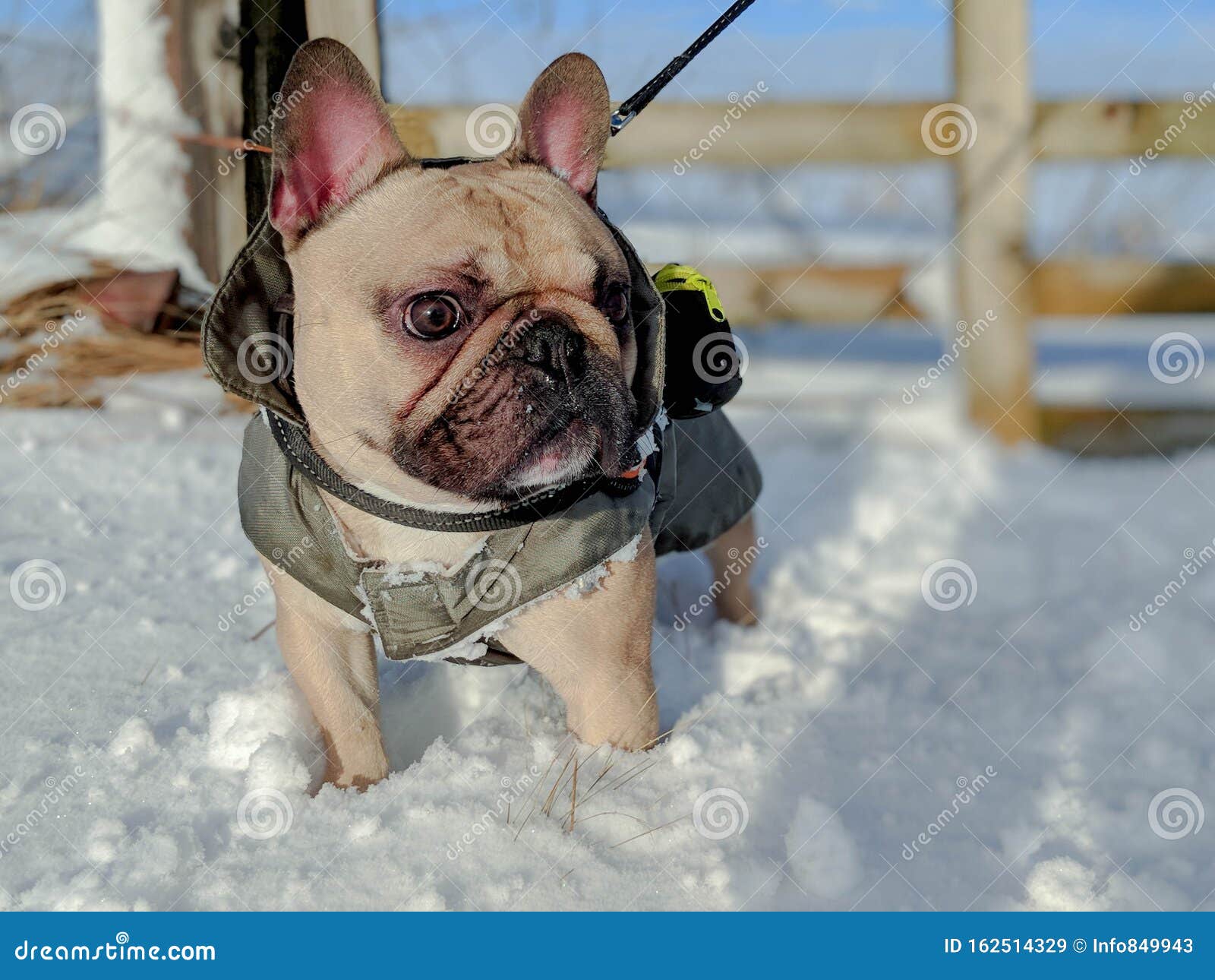 French Bulldog Dog Deep Snow with Coat on Stock Image Image of cute