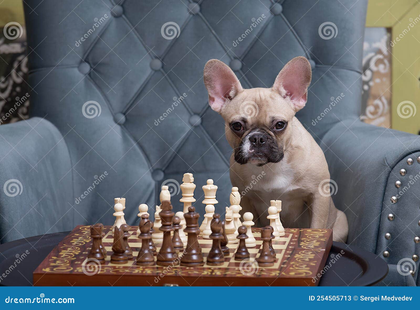 French Bulldog Chess Set