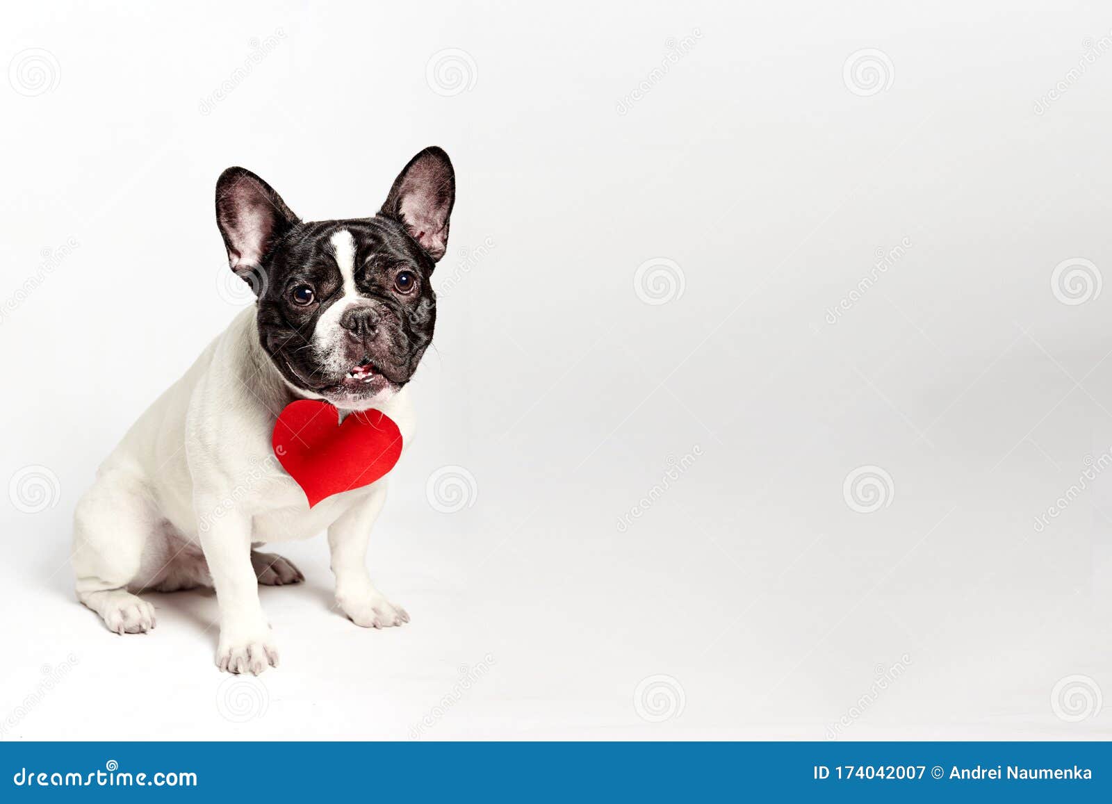 French Bulldog Dog Funny in Love on Valentines Day with Red Paper Heart ...