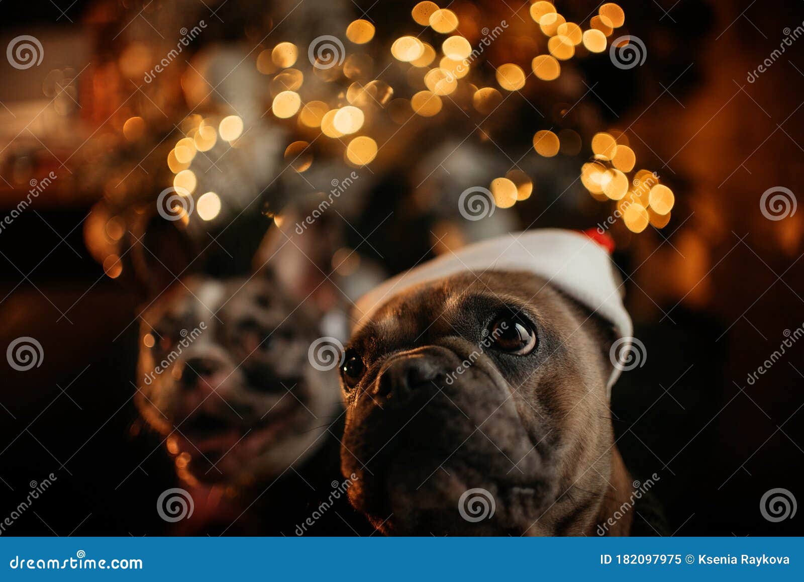French Bulldog Dog Posing Indoors For Christmas Stock