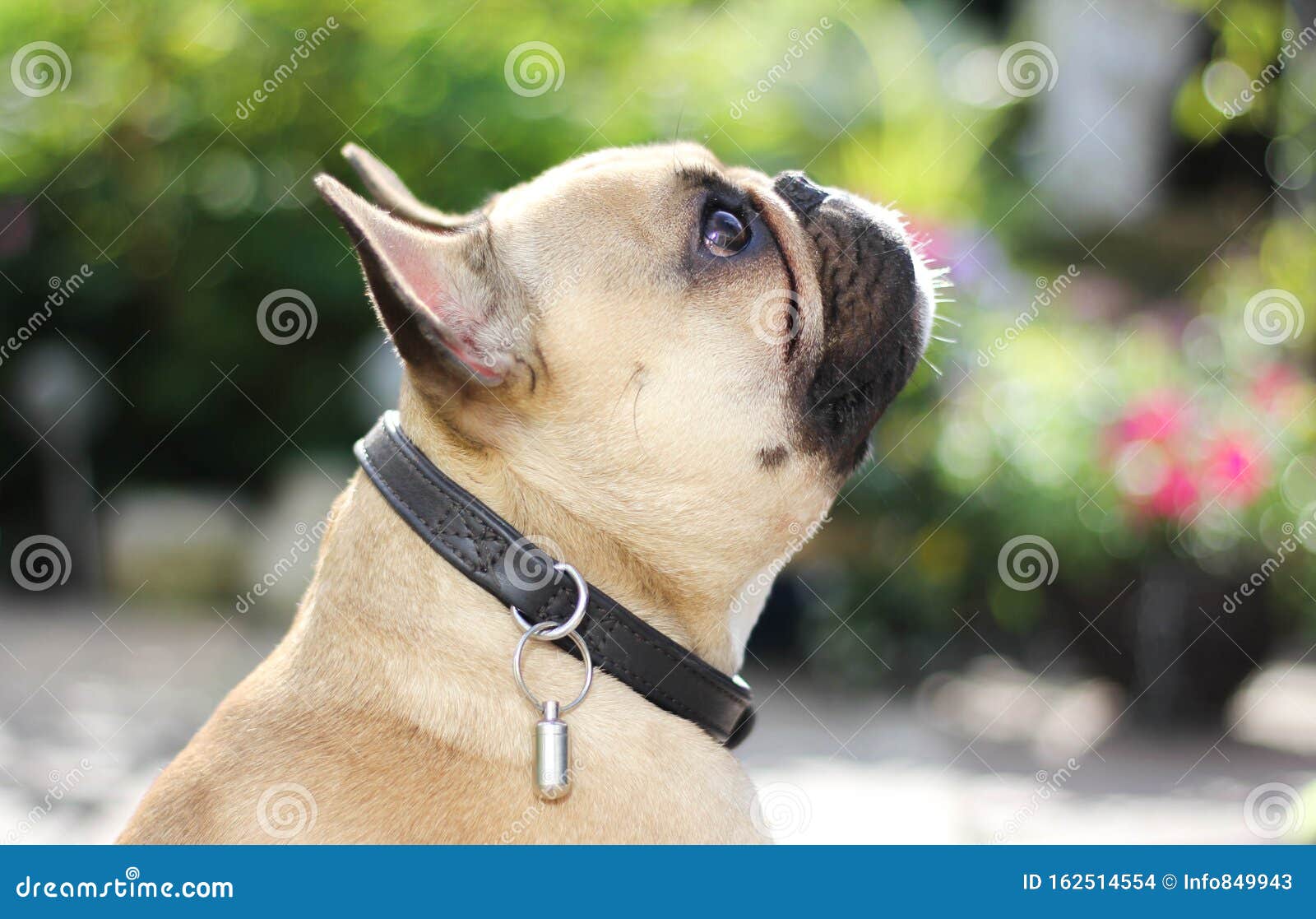 French Bulldog Dog Profile Short Muzzle Brachycephalic Waiting for