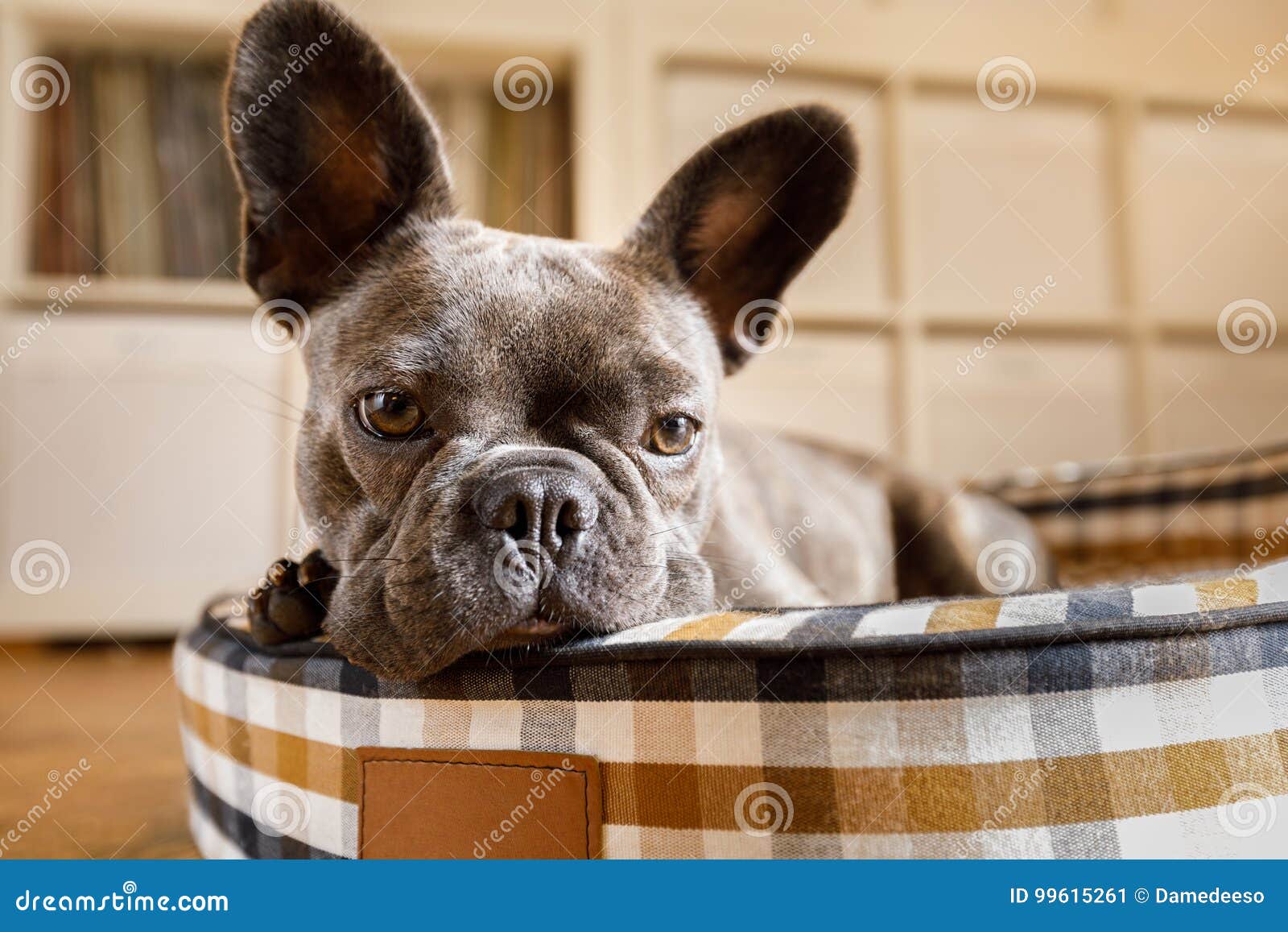 french-bulldog-dog-relaxing-living-room-