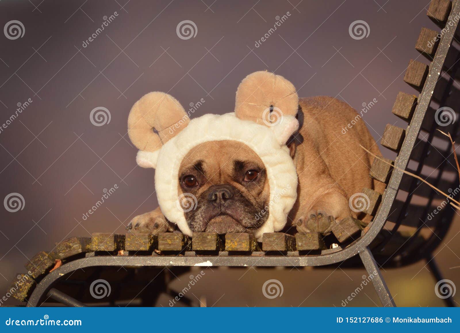 bulldog sheep