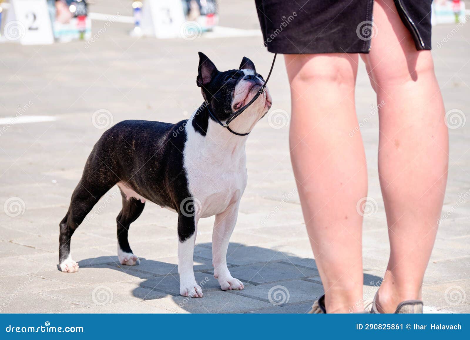 A French Bulldog at a Dog Show Stock Image Image of mammal, pedigree