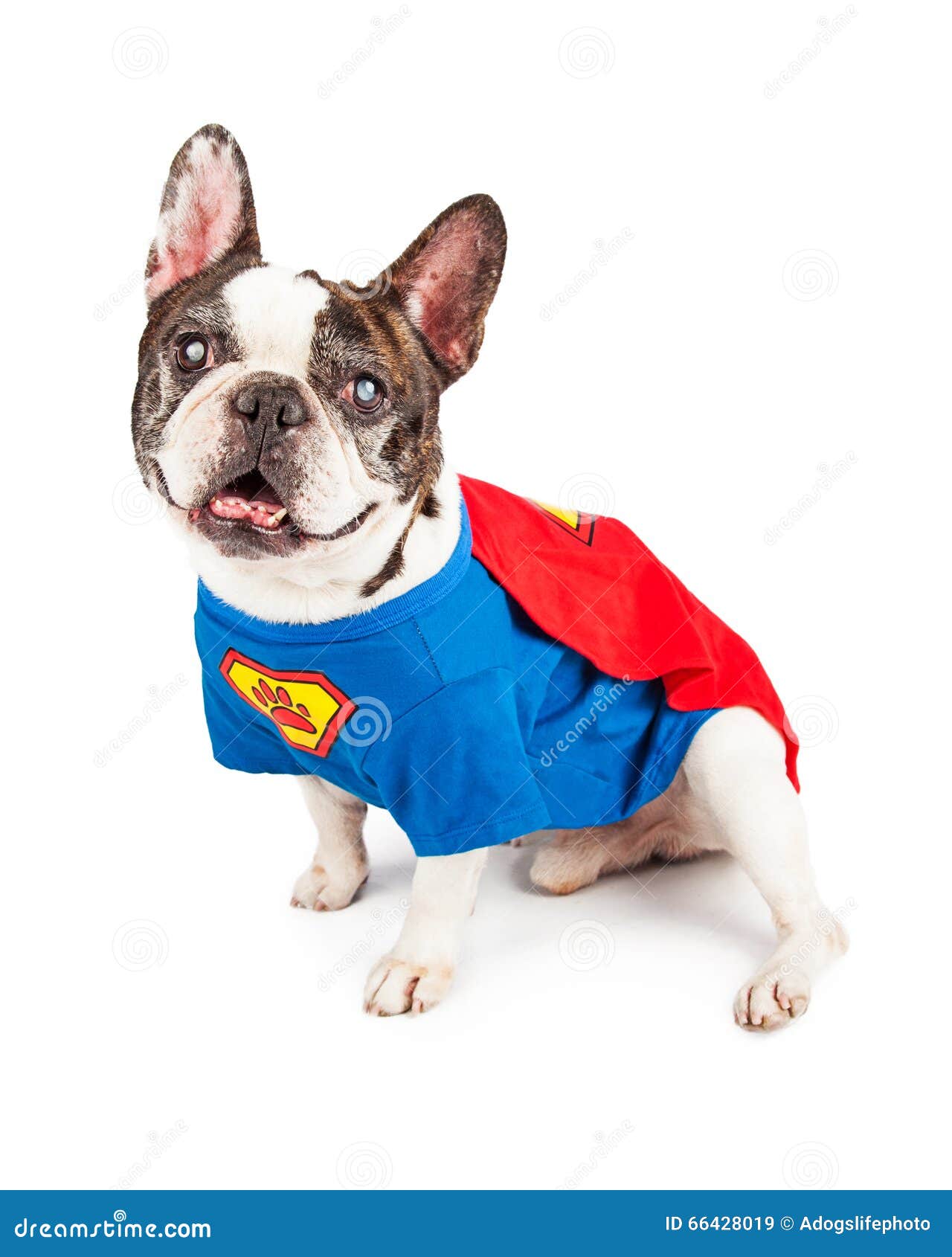 french bulldog dog in super hero costume