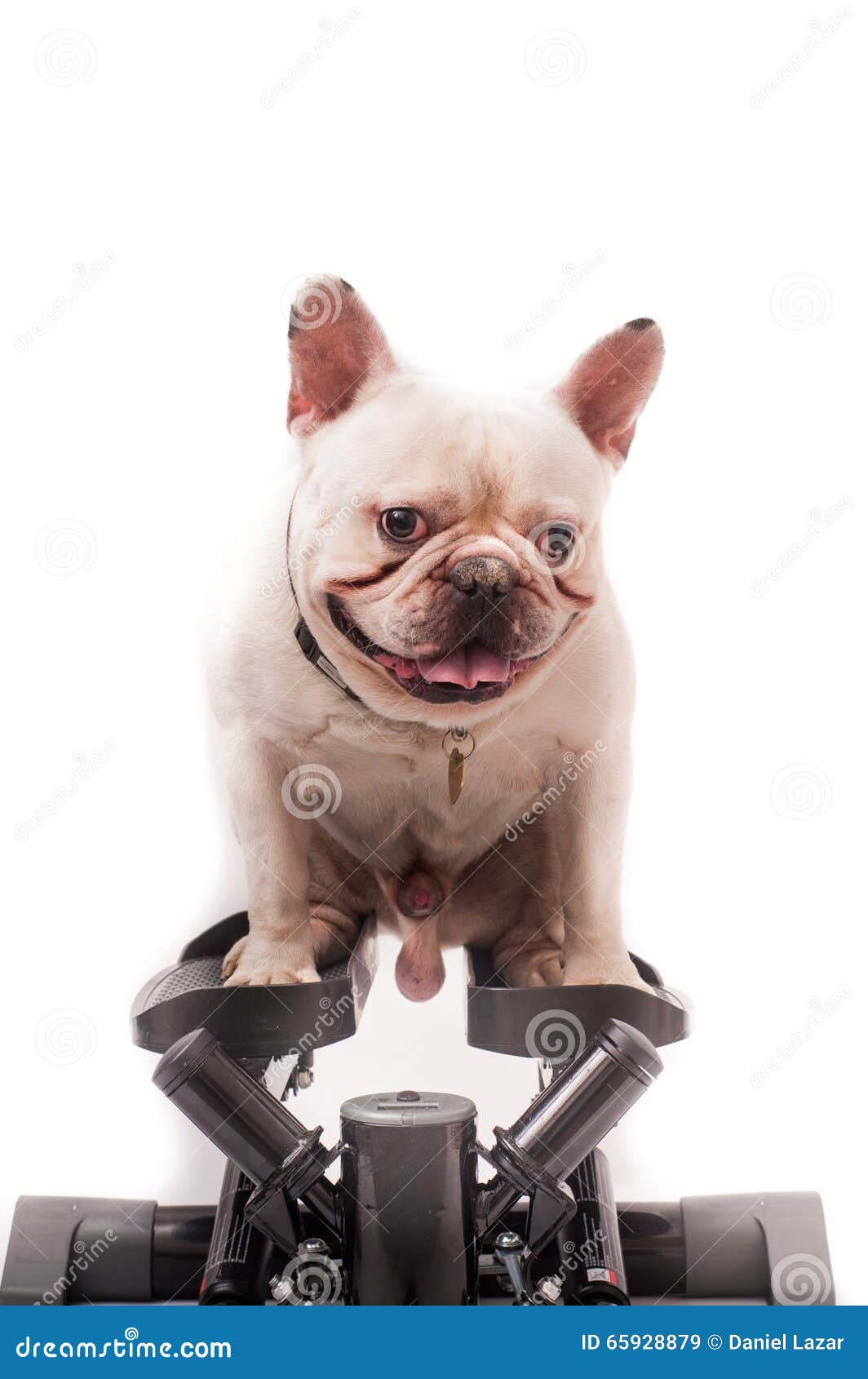 French bulldog stock image. Image of full, animal, doing