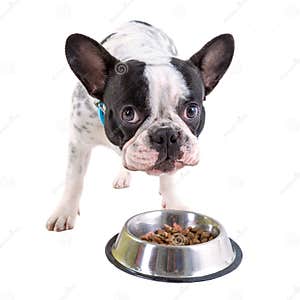 French Bulldog Eating Dog Food Stock Photo Image Of Domestic 