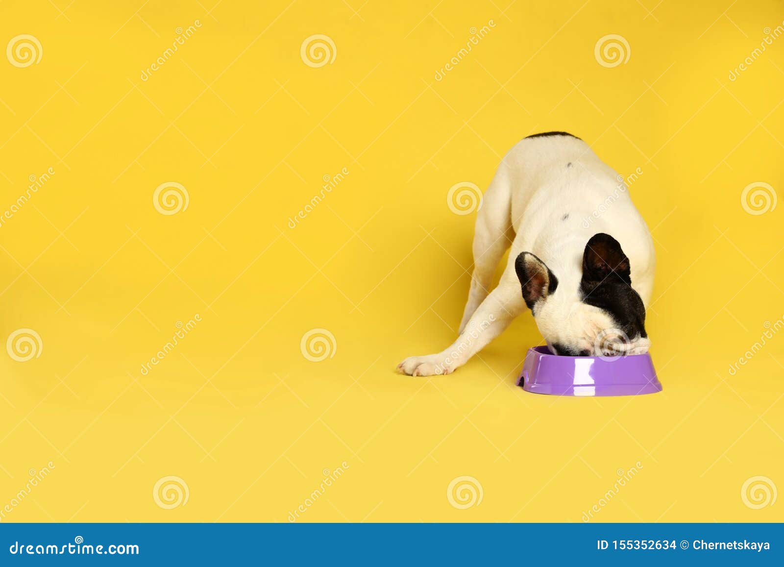 English Bulldog Food Bowl A Guide to Canine Dining English Bulldog Food Bowl A Guide to Canine Dining