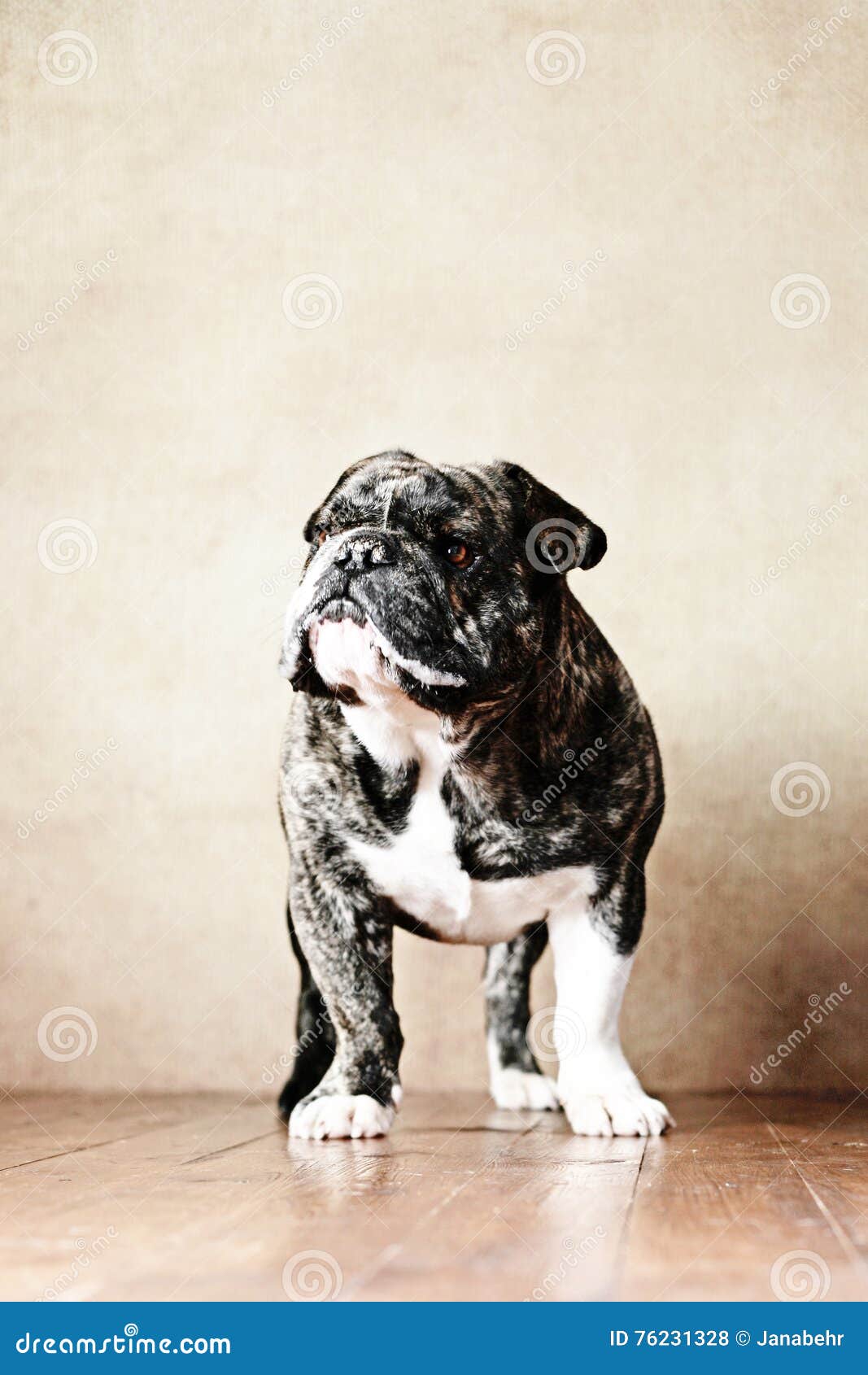 french bulldog mixed with english bulldog