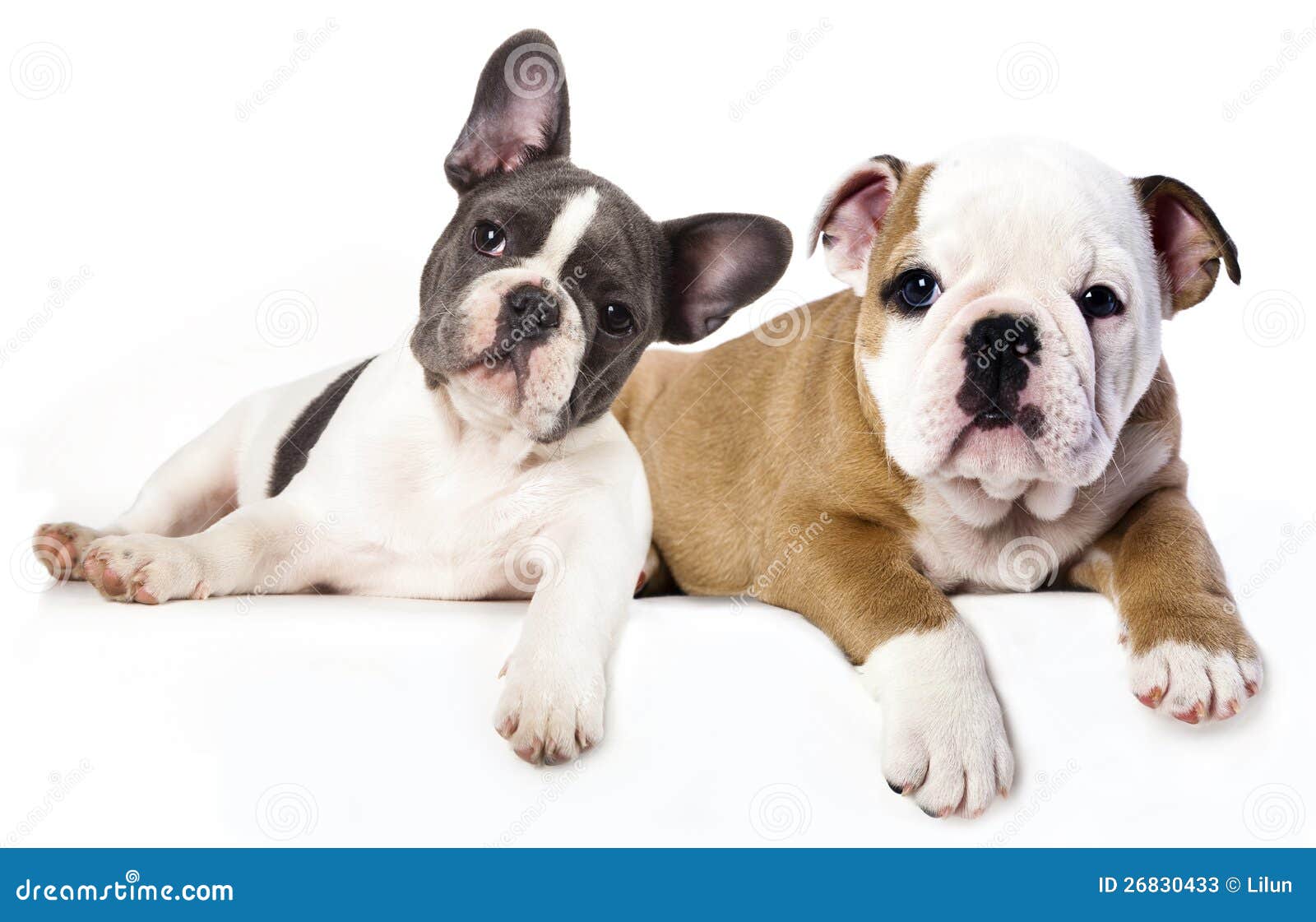 How Much Are French And English Bulldog Puppies