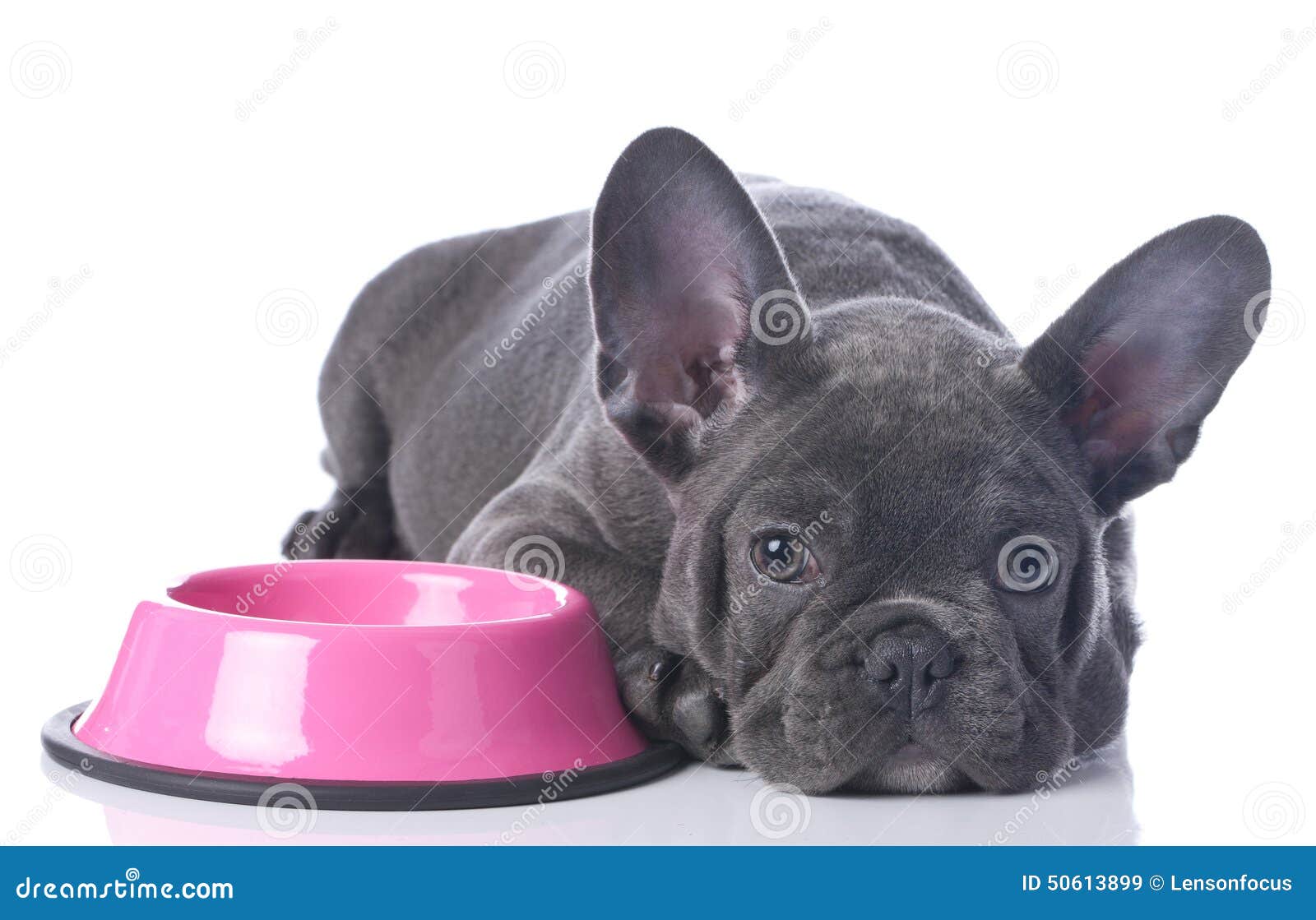 French Bulldog With Food Bowl Stock Photo - Image: 50613899