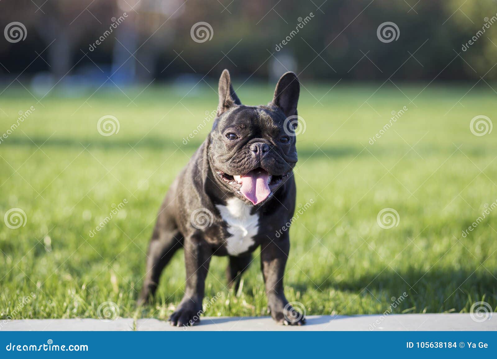 French Bulldog stock photo. Image of lovely, white, obedience - 105638184 French Bulldog stock photo. Image of lovely, white, obedience - 105638184
