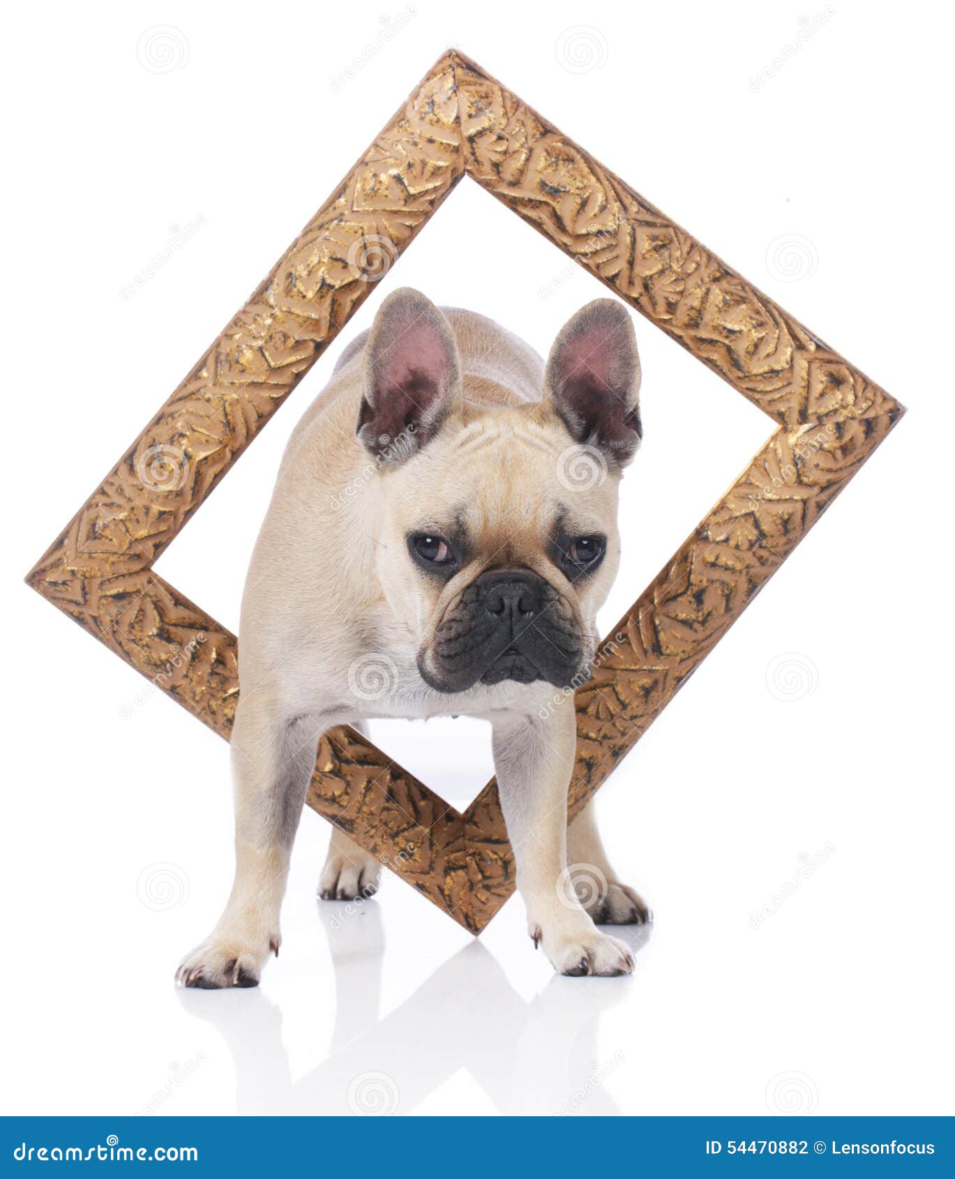 French Bulldog with a Golden Frame Stock Photo Image of bulldog