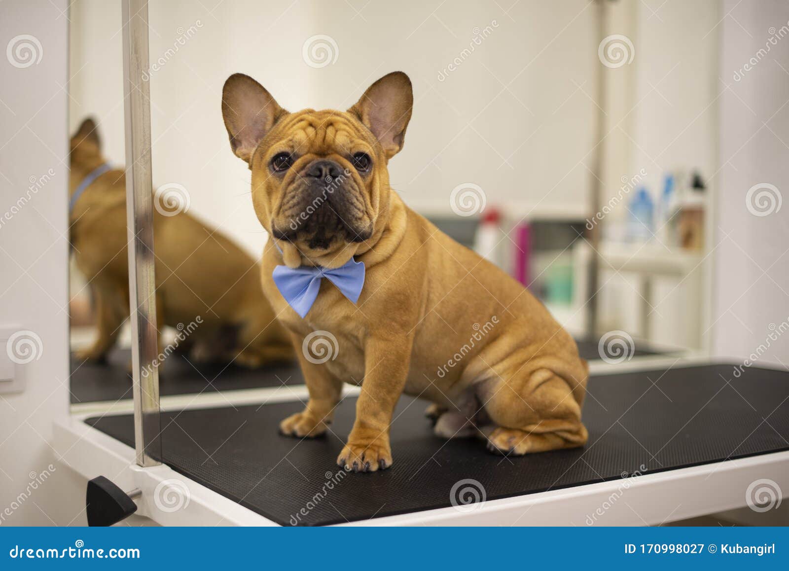French Bulldog In Grooming Salon Stock Image Image of