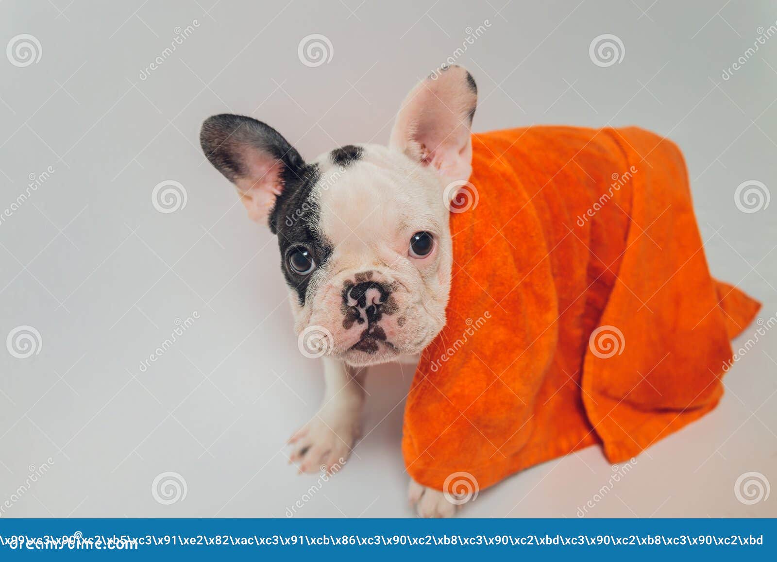 French Bulldog at Grooming Salon Having Bath. Stock Photo Image of