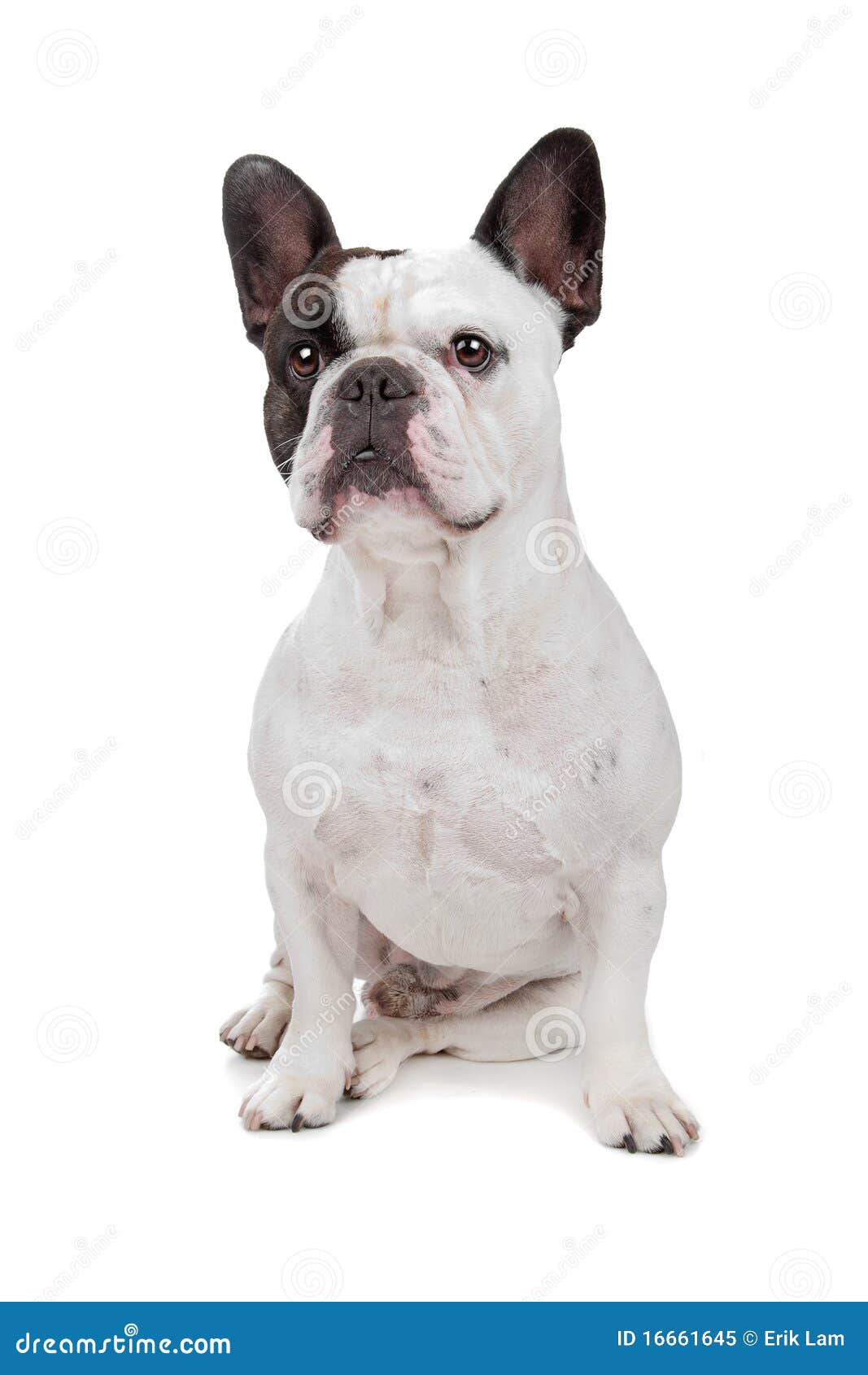 French Bulldog Isolated on White Stock Image - Image of francais ...