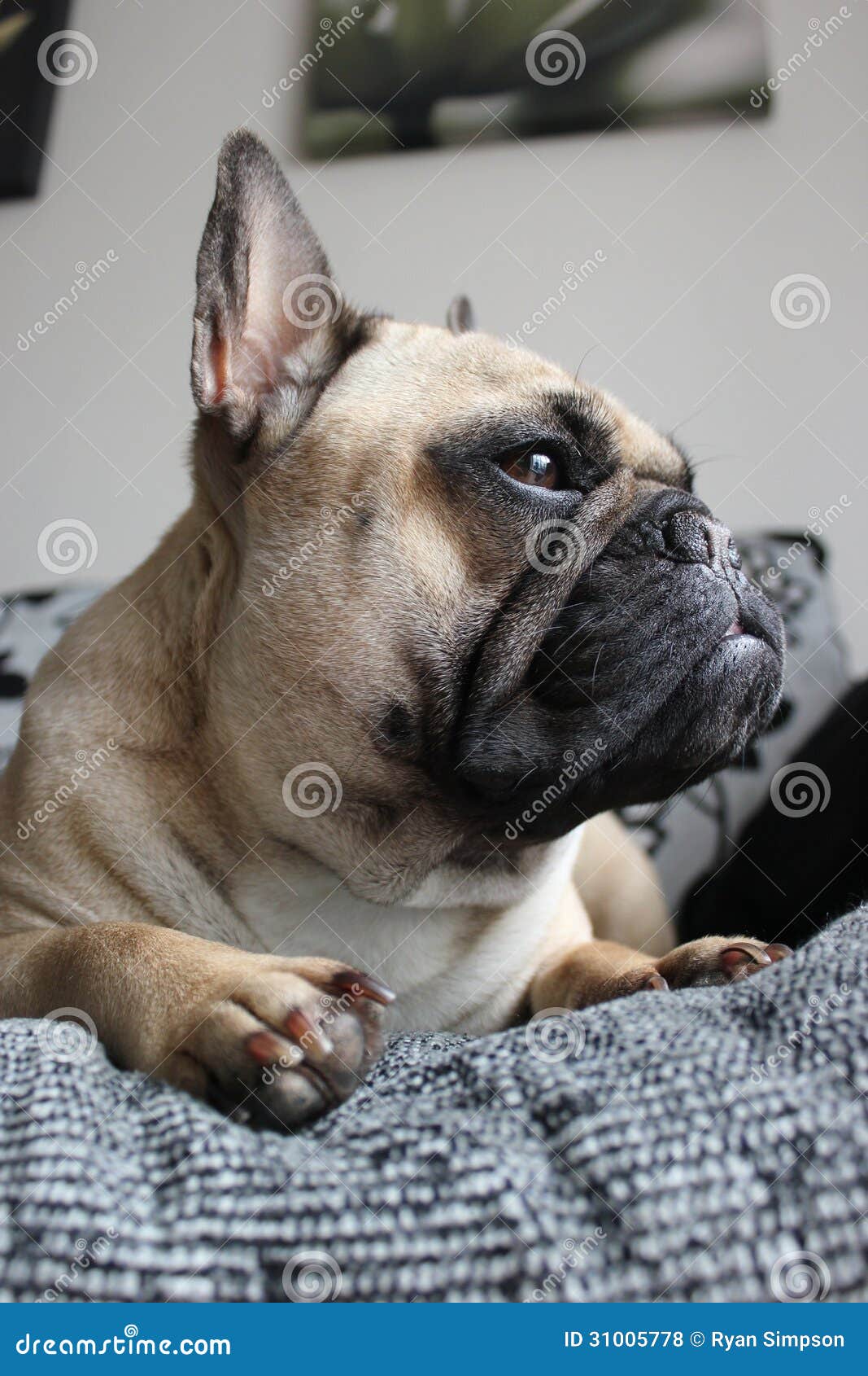 French Bulldog Laying on a Sofa Stock Photo Image of flowers, indoors