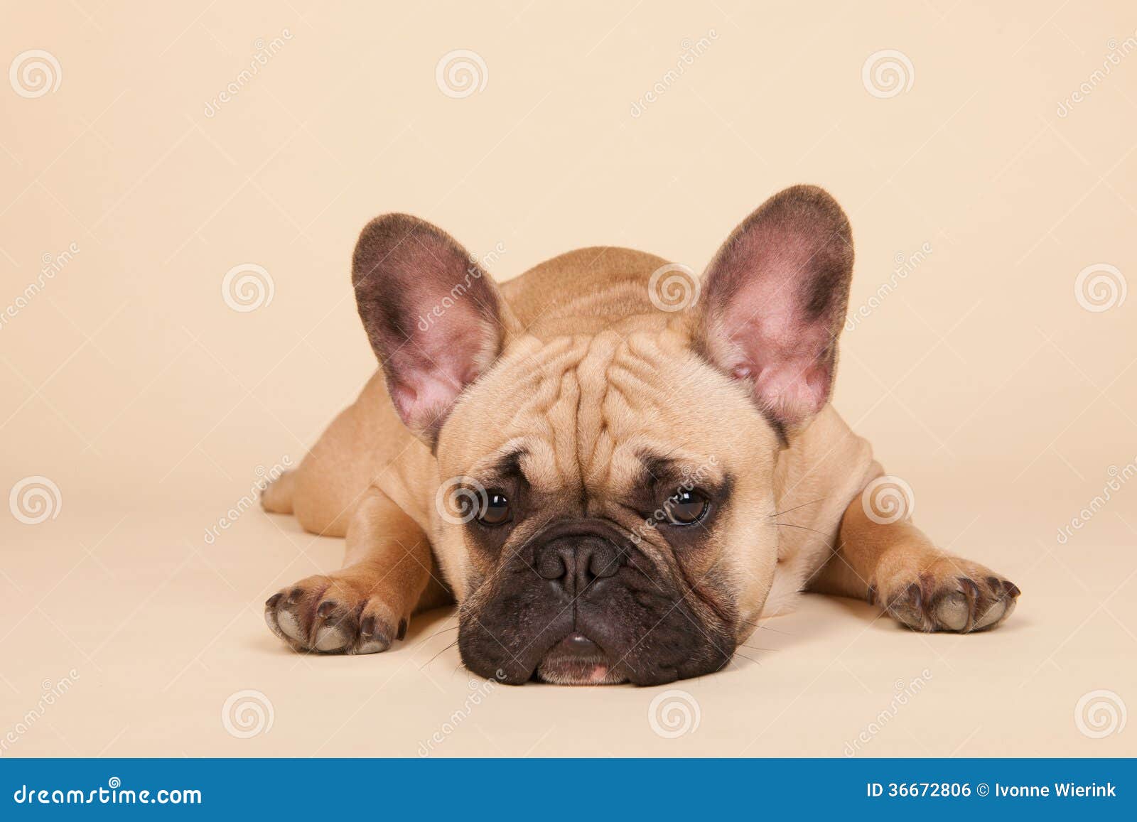 french bulldog