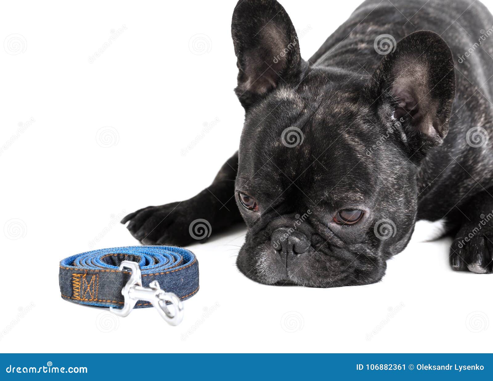 French Bulldog with Leash Lying Stock Image Image of studio, leash