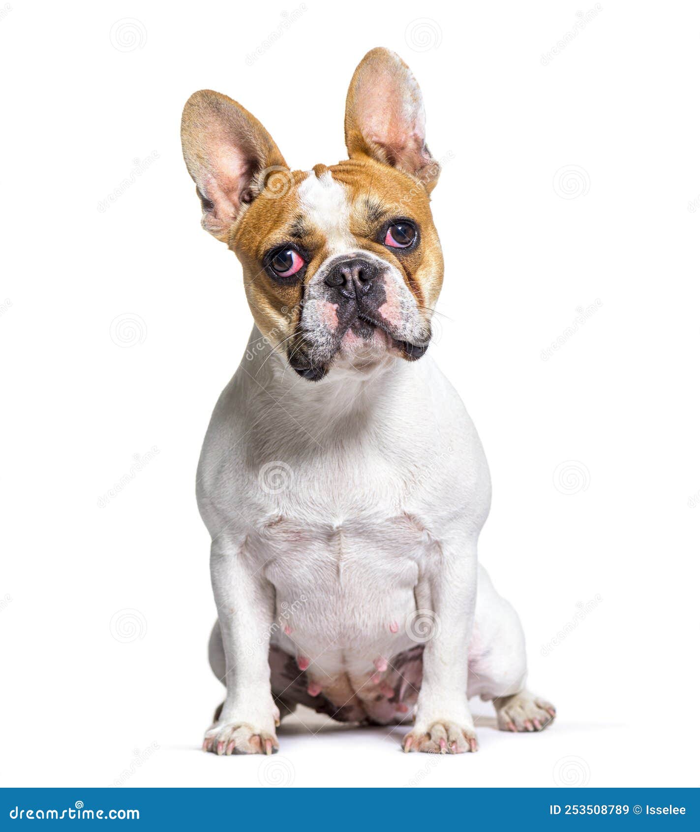French Bulldog Looking at the Camera, Sitting Stock Image - Image of ...