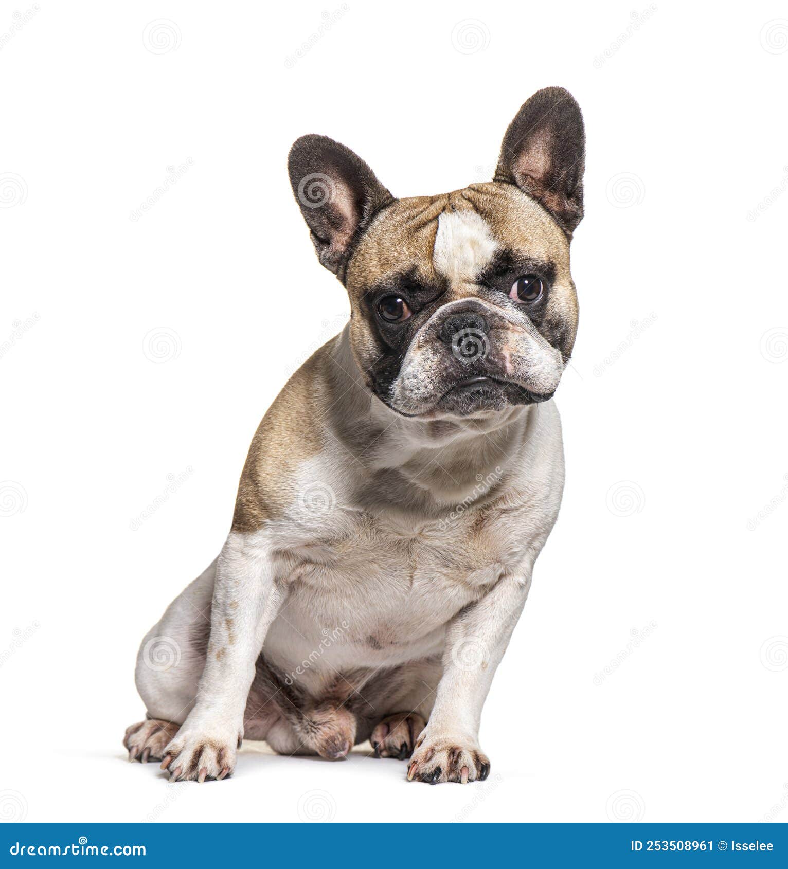 French Bulldog Looking in Face, Isolated Stock Image - Image of facing ...