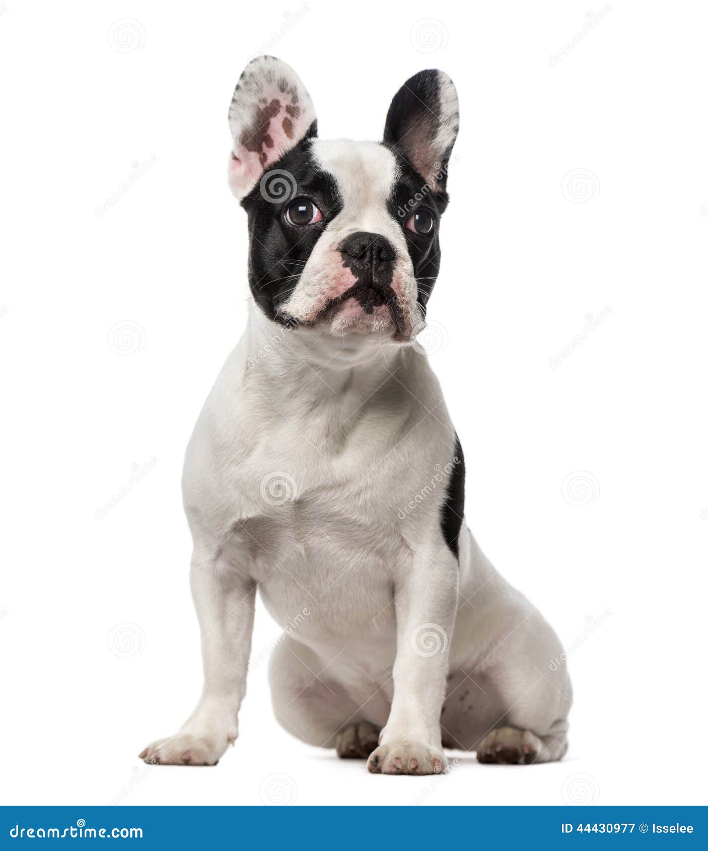 French Bulldog (7 Months Old) Stock Image - Image of mammal, vertebrate ...