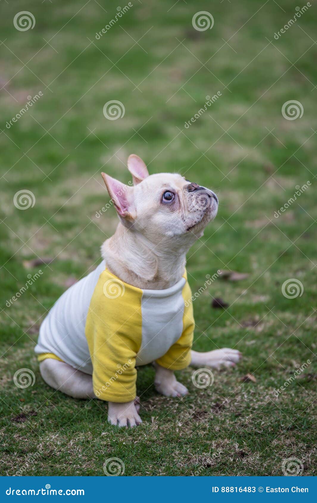 The French Bulldog stock image. Image of nature, gardens 88816483