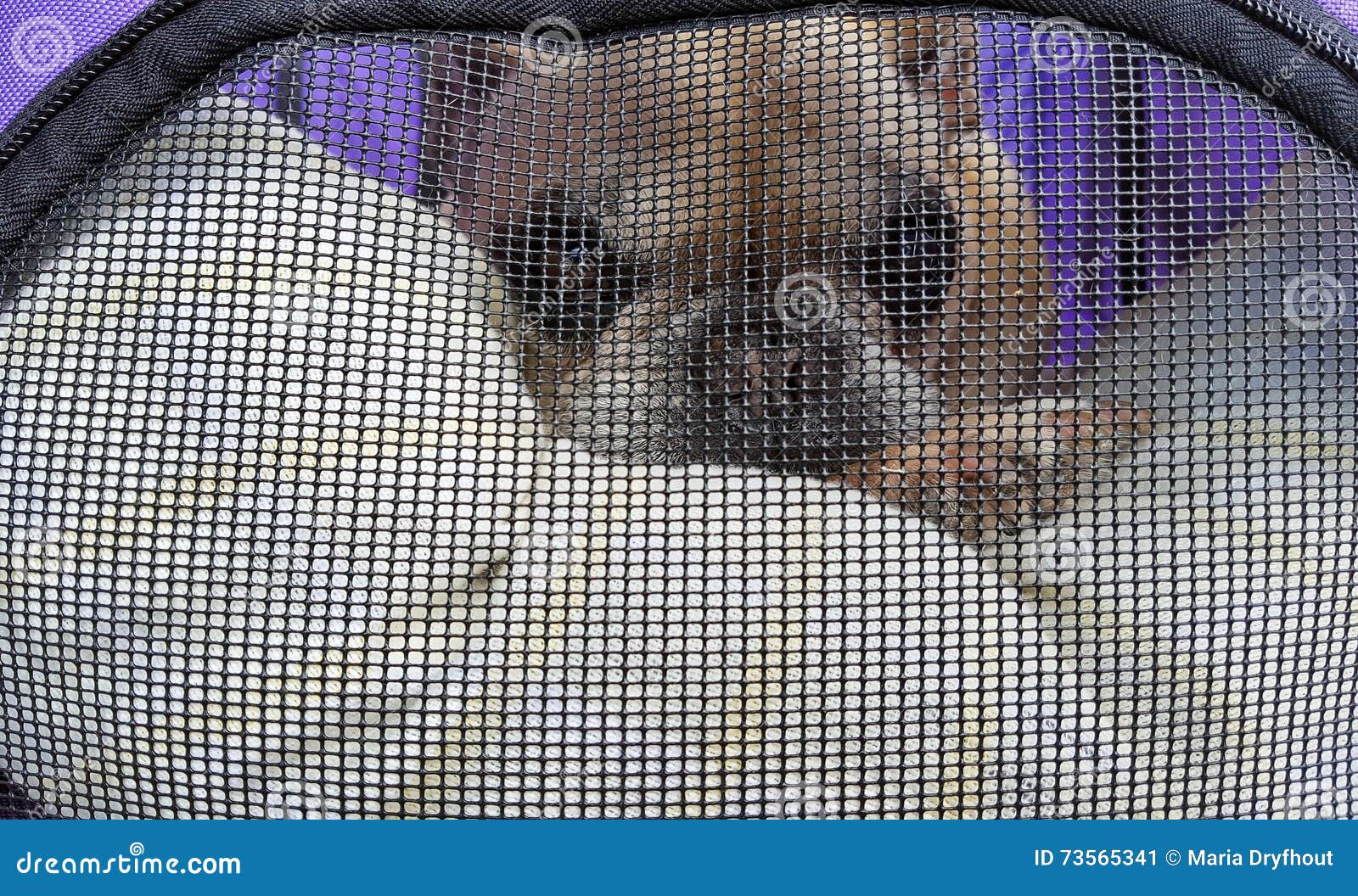 French Bulldog in Pet Carrier Stock Image Image of screen, face 73565341