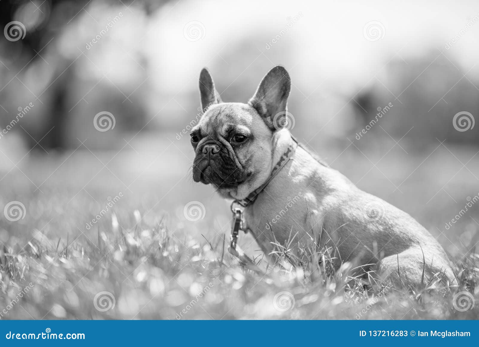 A French Bulldog Portrait Sitting in a Field. Stock Image - Image of ...