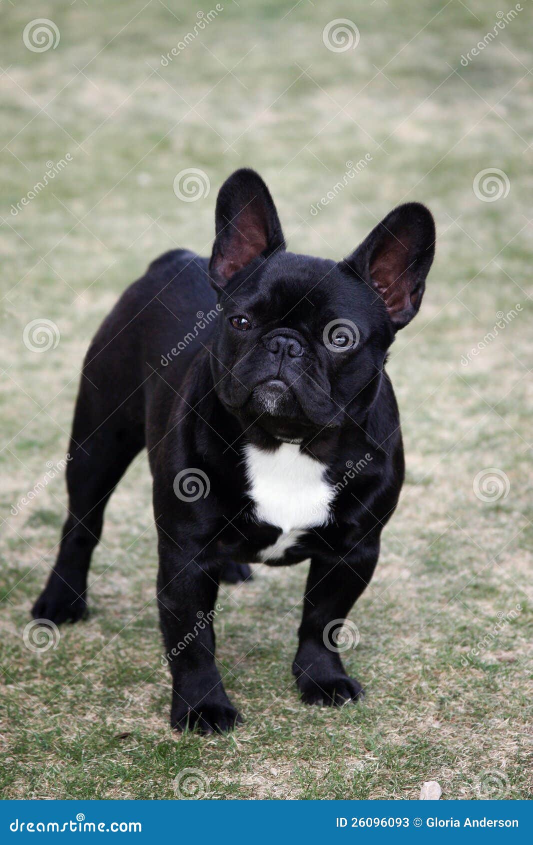 French Bulldog Posing stock image. Image of silly, breed - 26096093