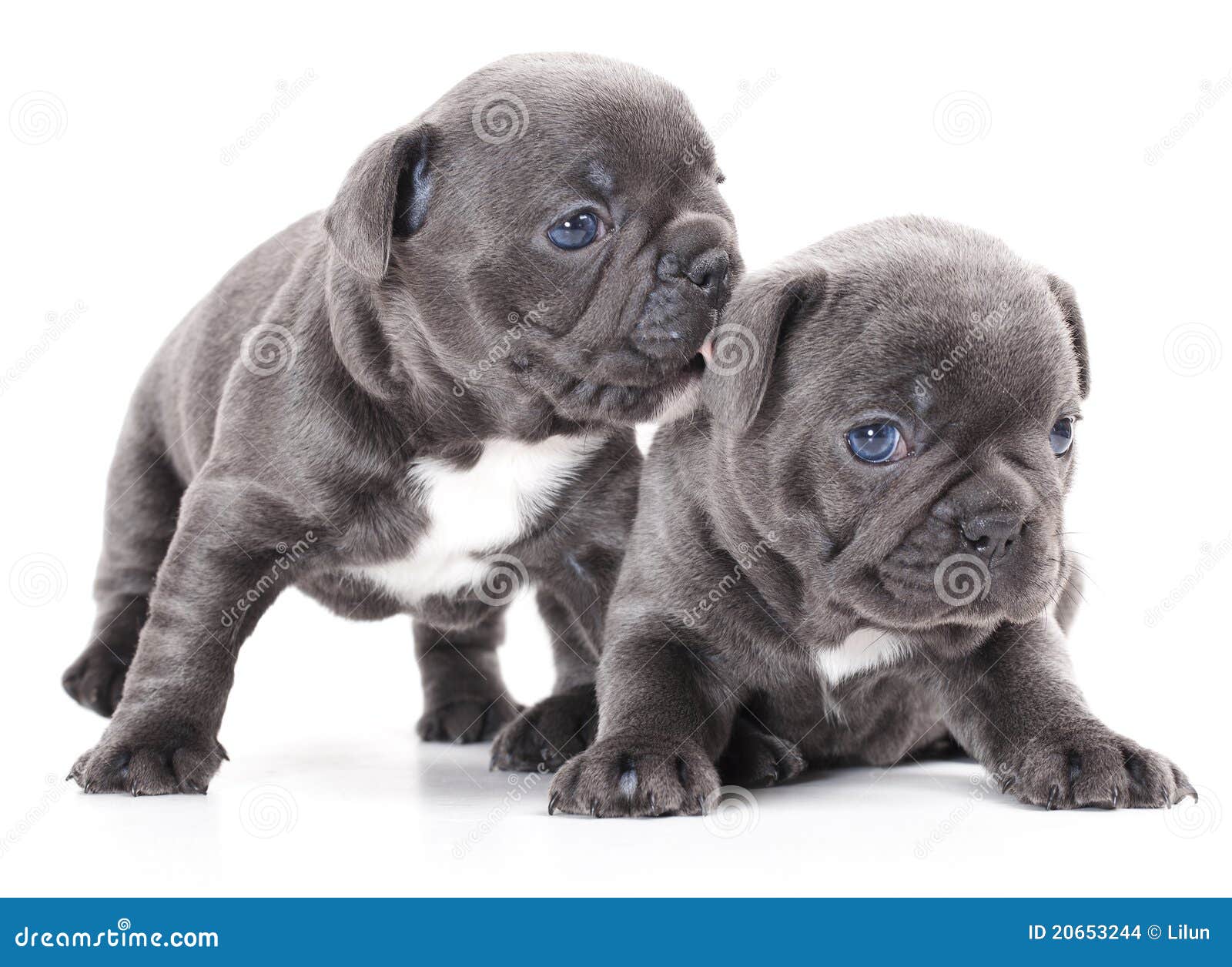 bulldog puppy grey