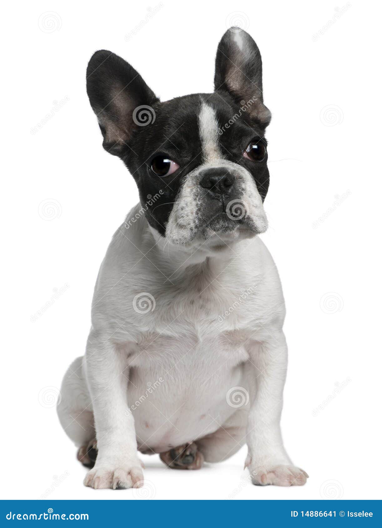 French Bulldog Puppy, 4 Months Old, Sitting Stock Image - Image of ...