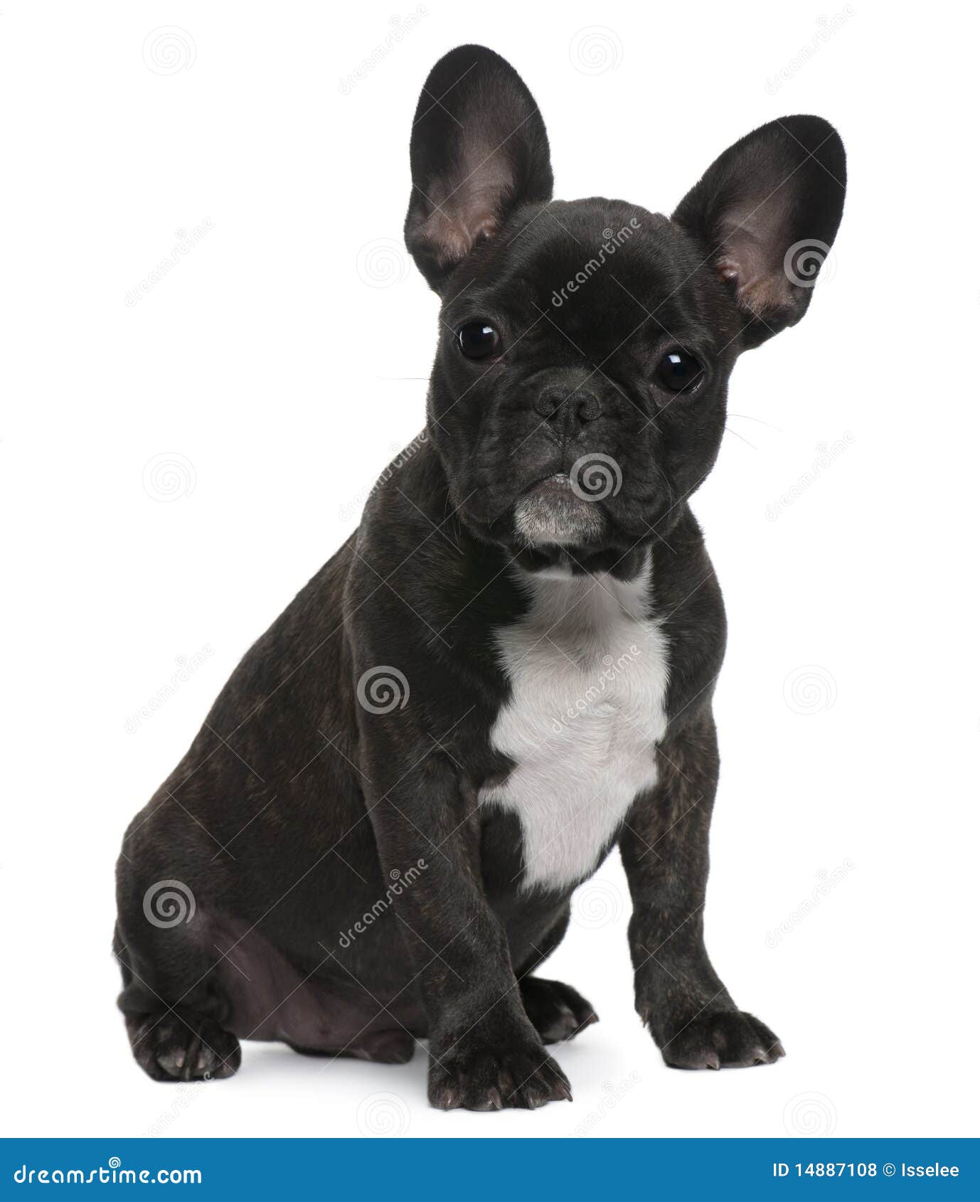 French Bulldog Puppy, 4 Months Old, Sitting Stock Photo - Image of ...
