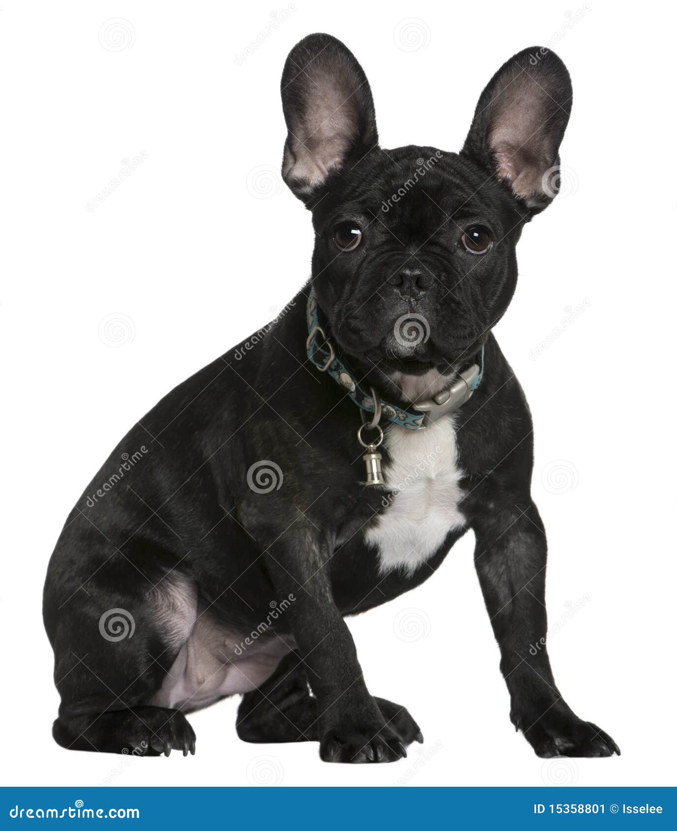 French Bulldog Puppy, 4 Months Old, Sitting Stock Image - Image: 15358801