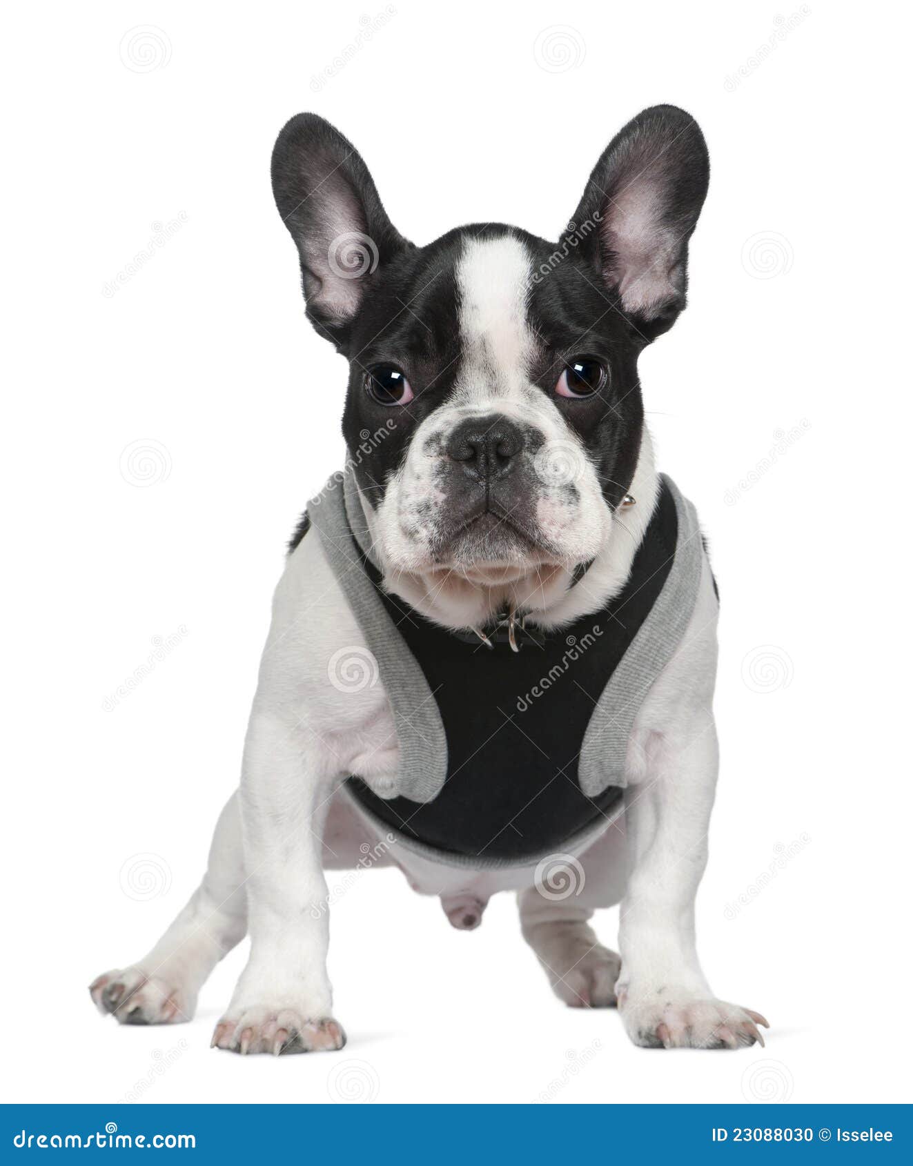 French Bulldog Puppy, 5 Months Old Stock Photo - Image of pedigree ...