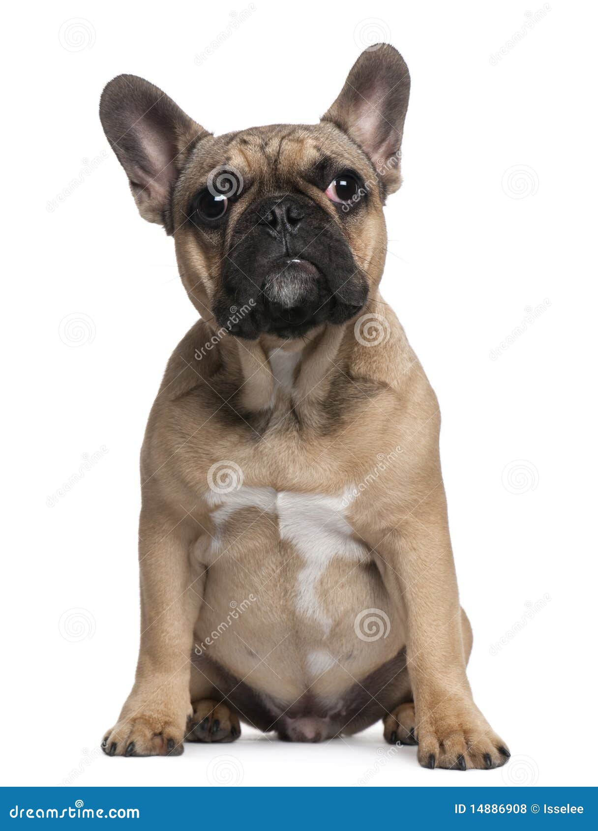 French Bulldog Puppy, 6 Months Old, Sitting Stock Photo - Image of ...