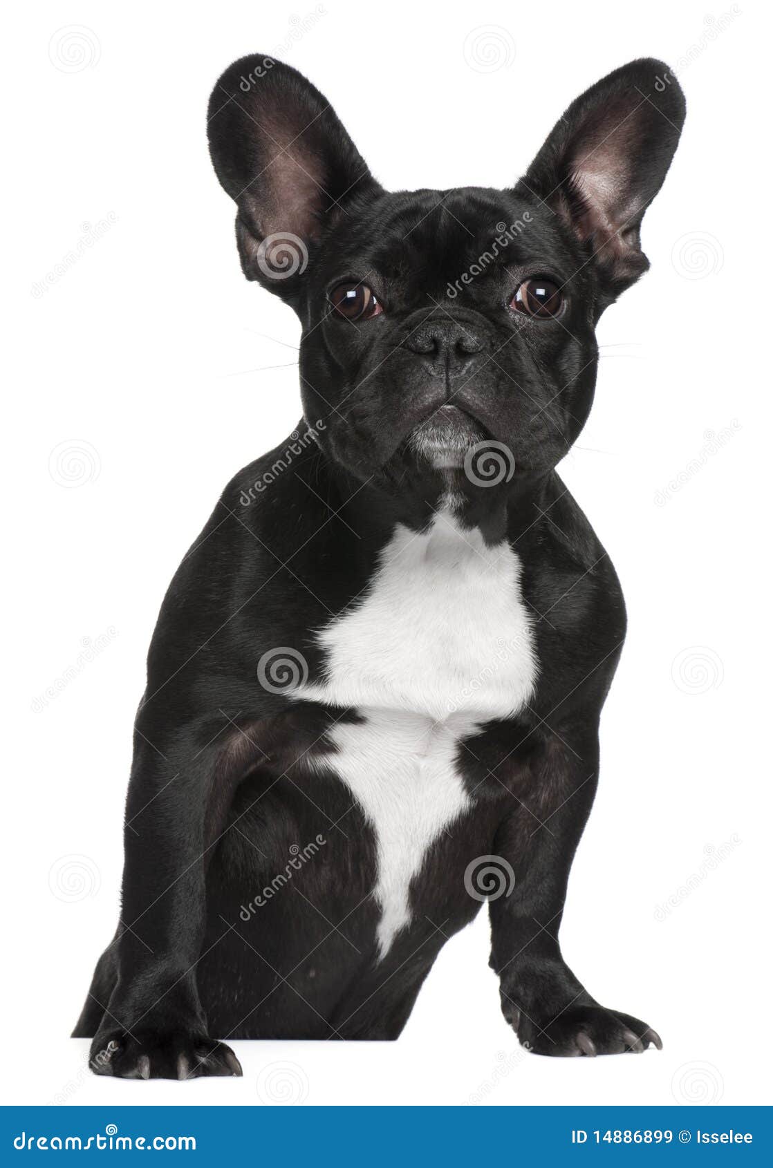 French Bulldog Puppy, 7 Months Old, Standing Stock Image - Image of ...