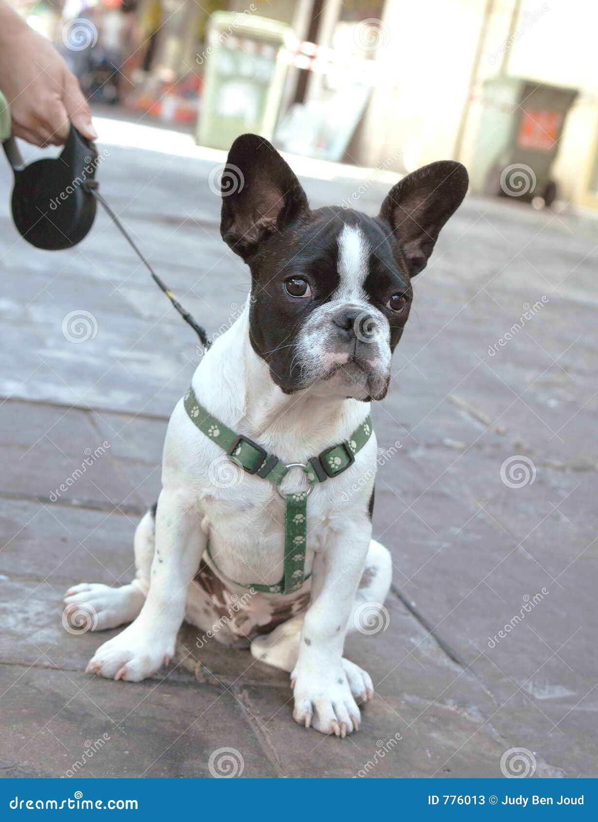 45+ Full Grown Mini French Bulldog