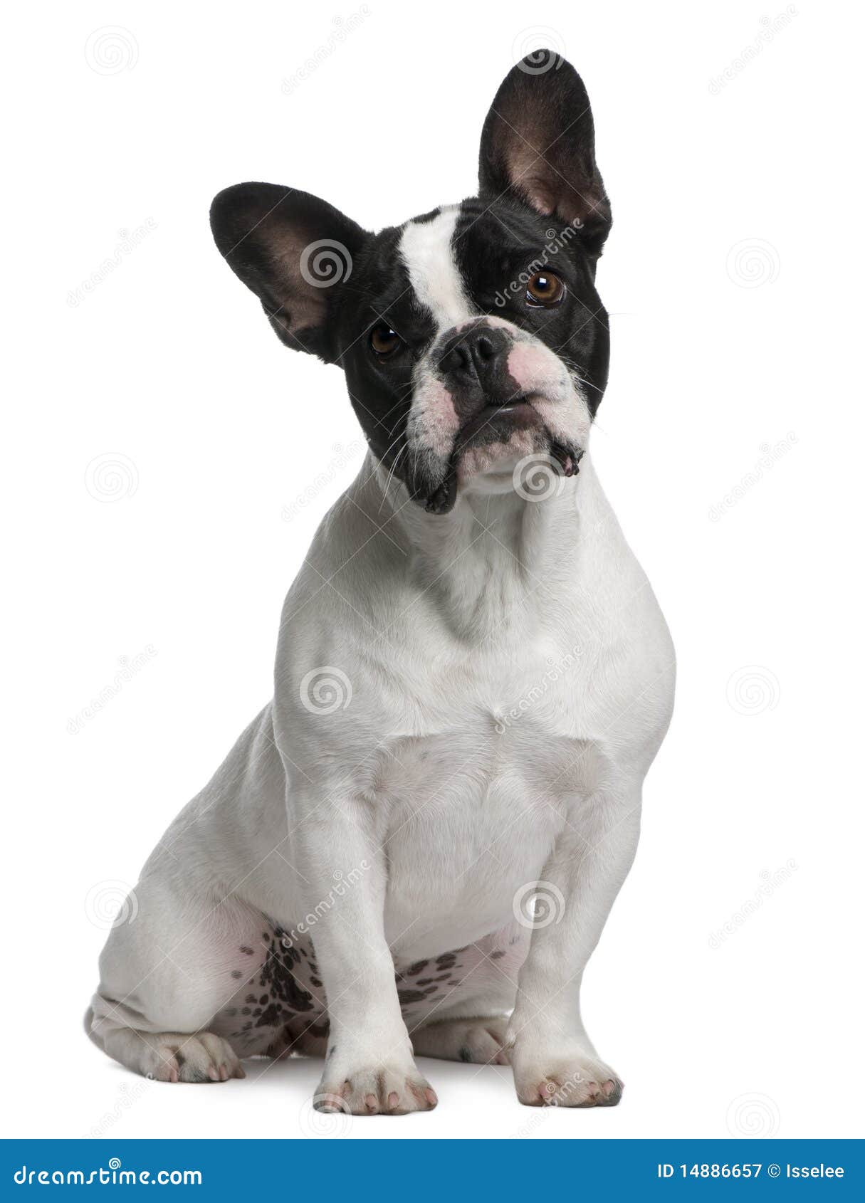 French Bulldog Puppy, 8 Months Old, Sitting Royalty Free Stock ...