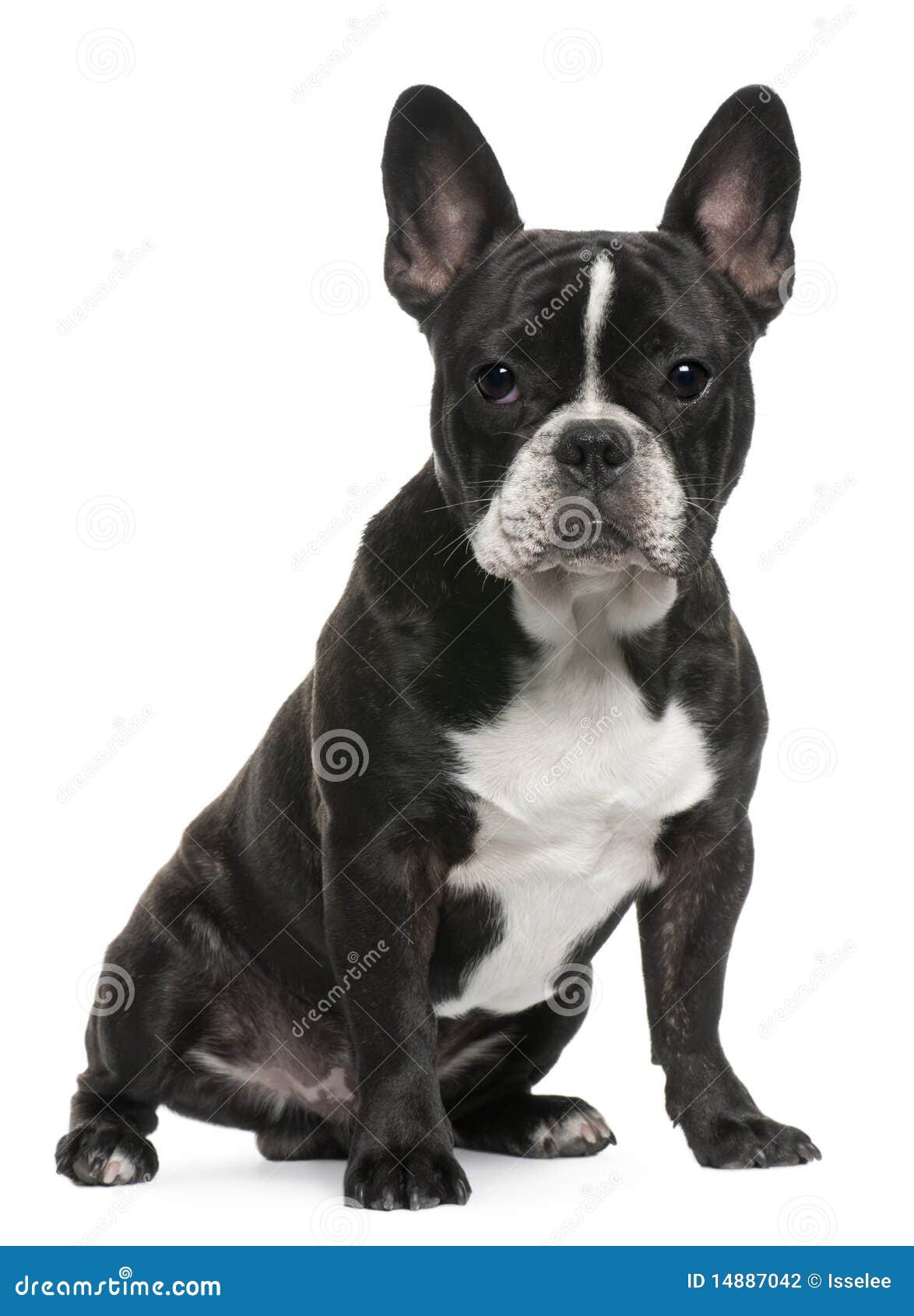 French Bulldog Puppy, 8 Months Old, Sitting Stock Photography - Image ...